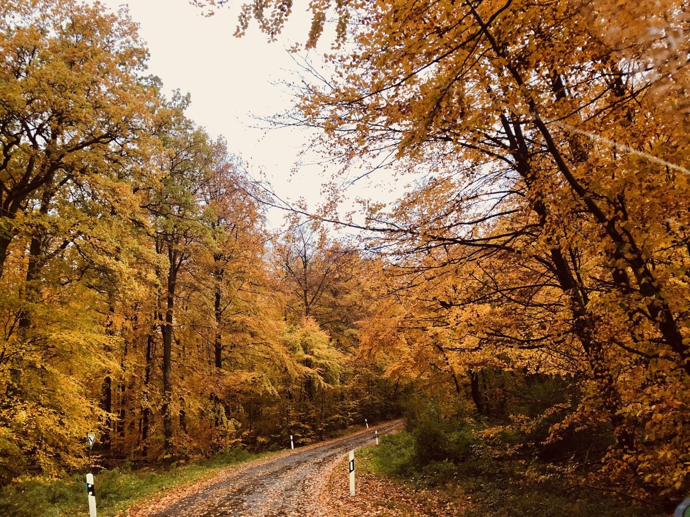 Herbstwald