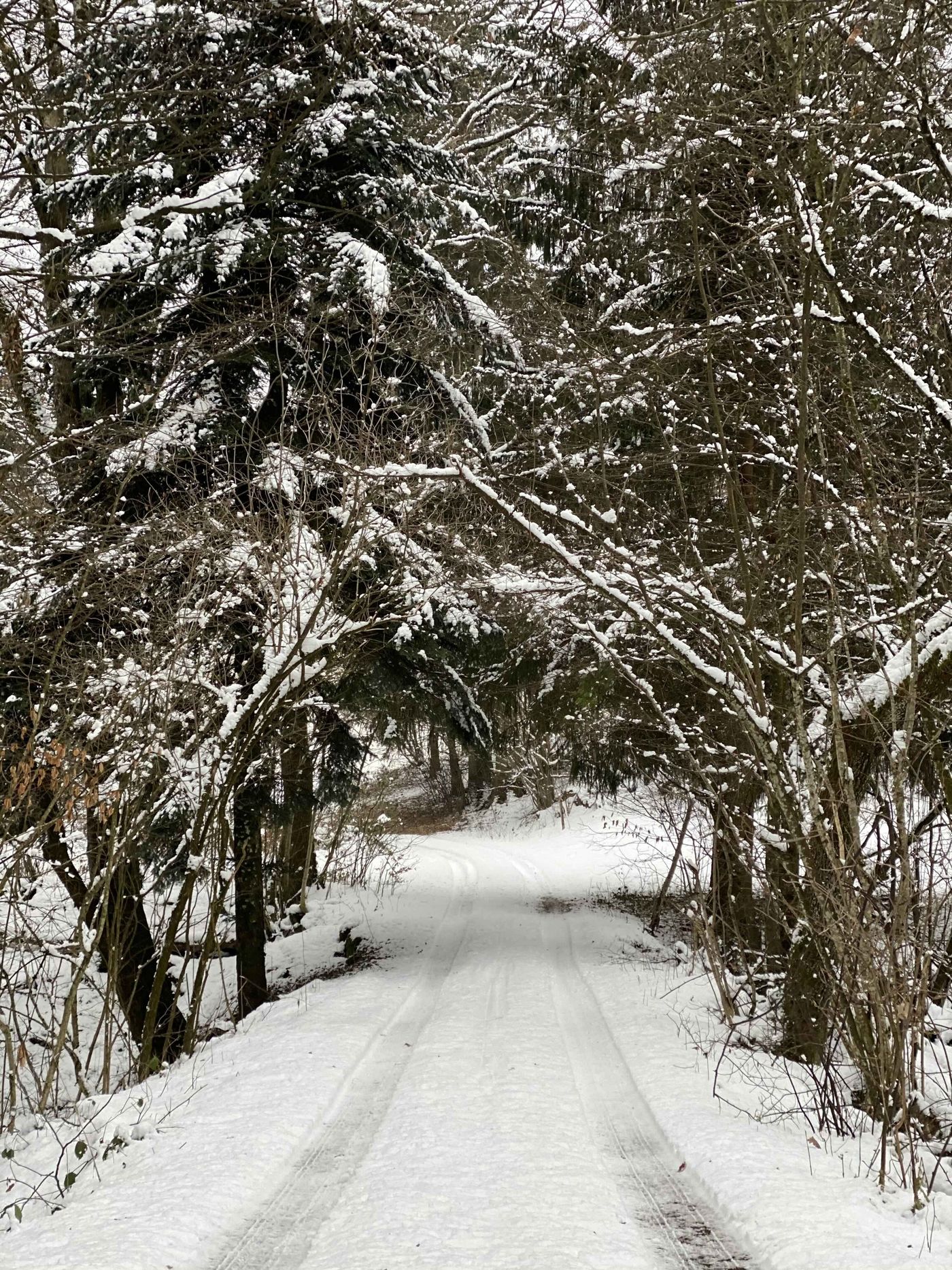 Schwarzwald