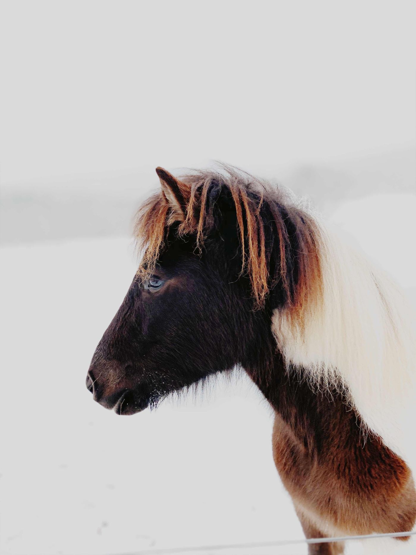 pony