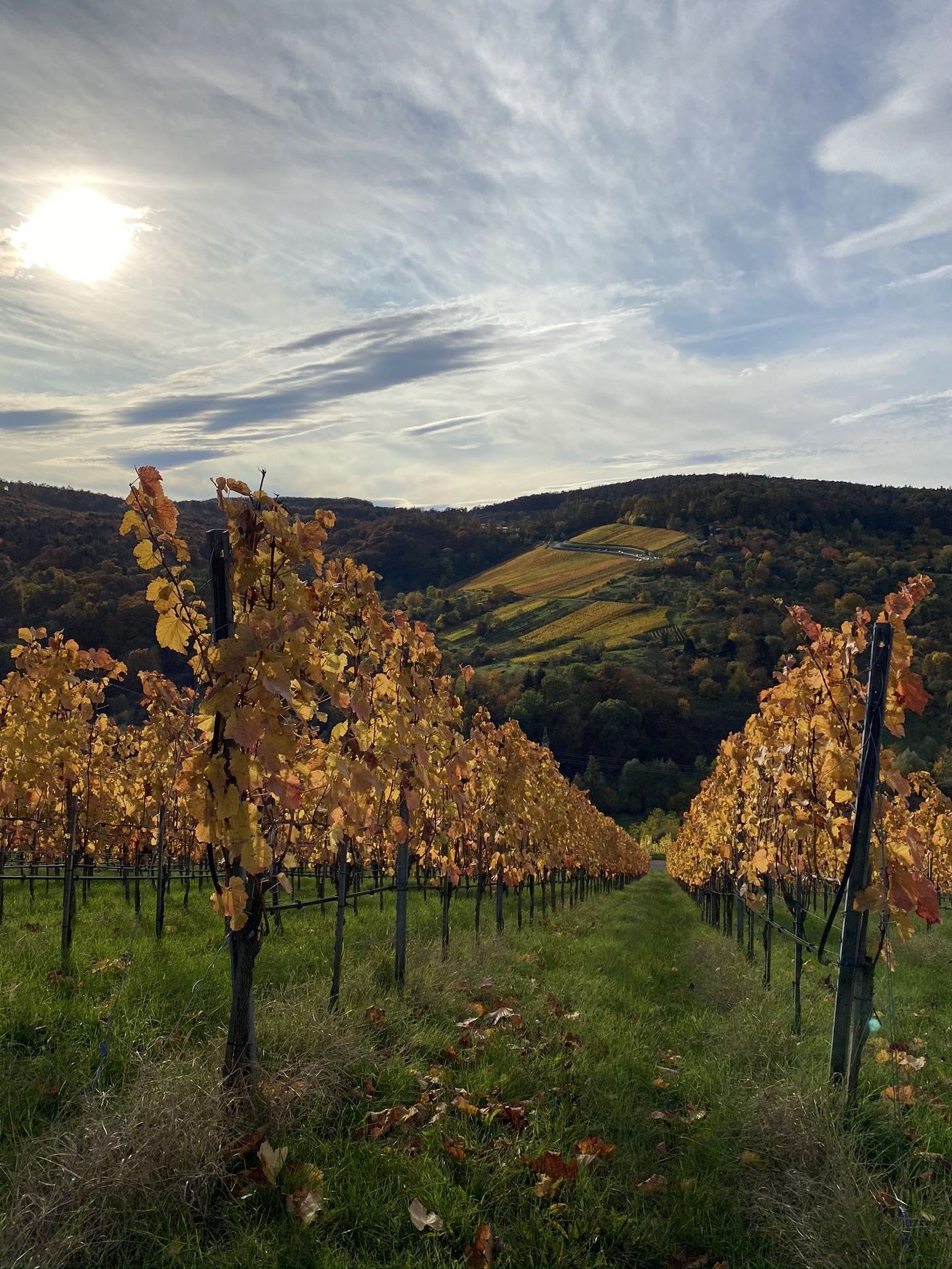 Weinberge