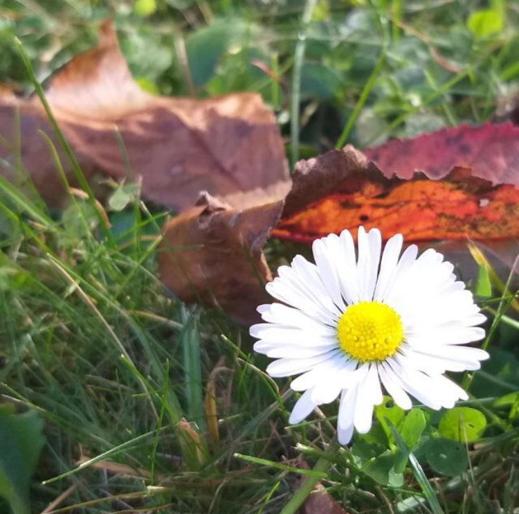 Gänseblümchen