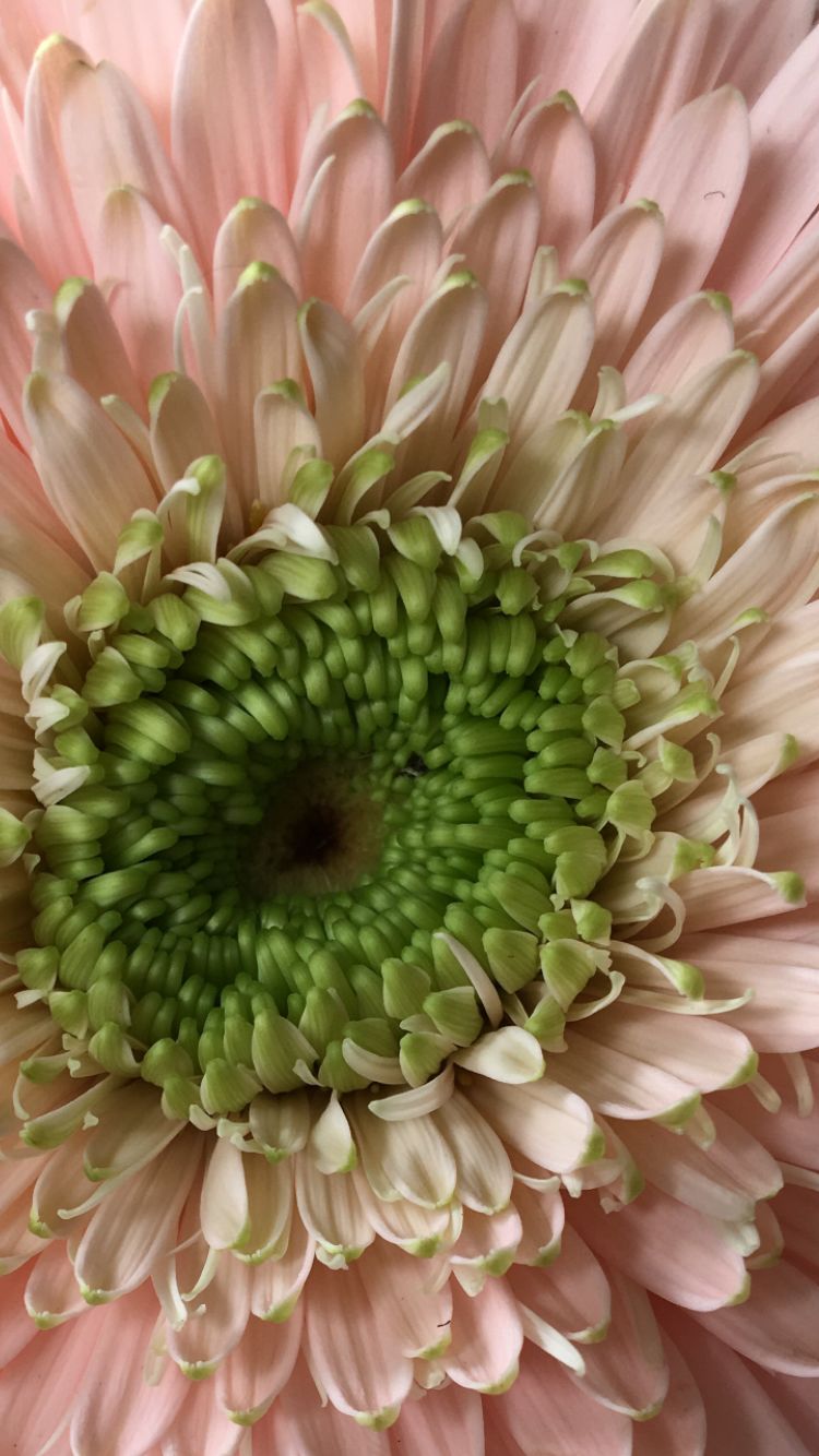 Gerbera