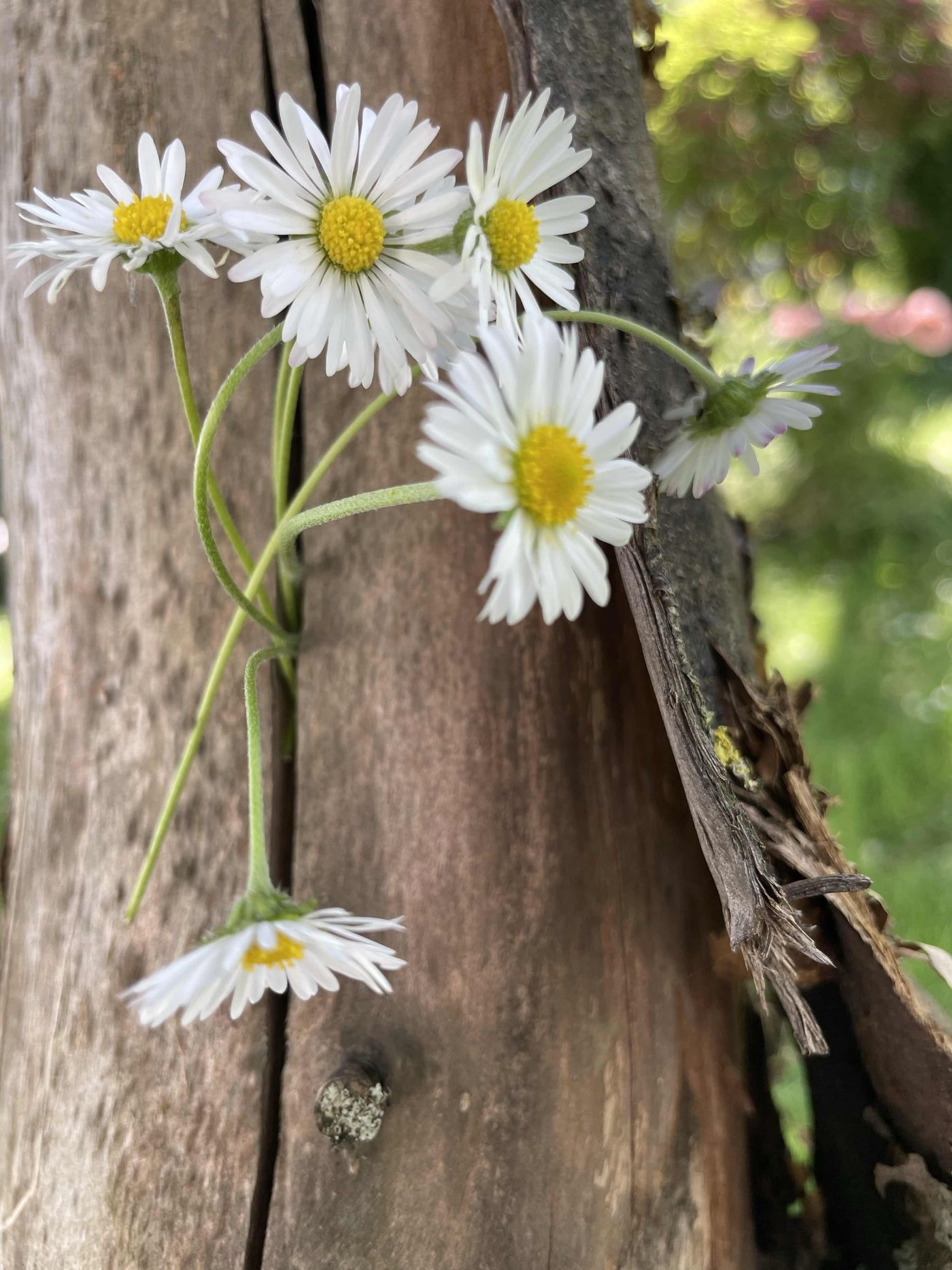 Gänseblümchen