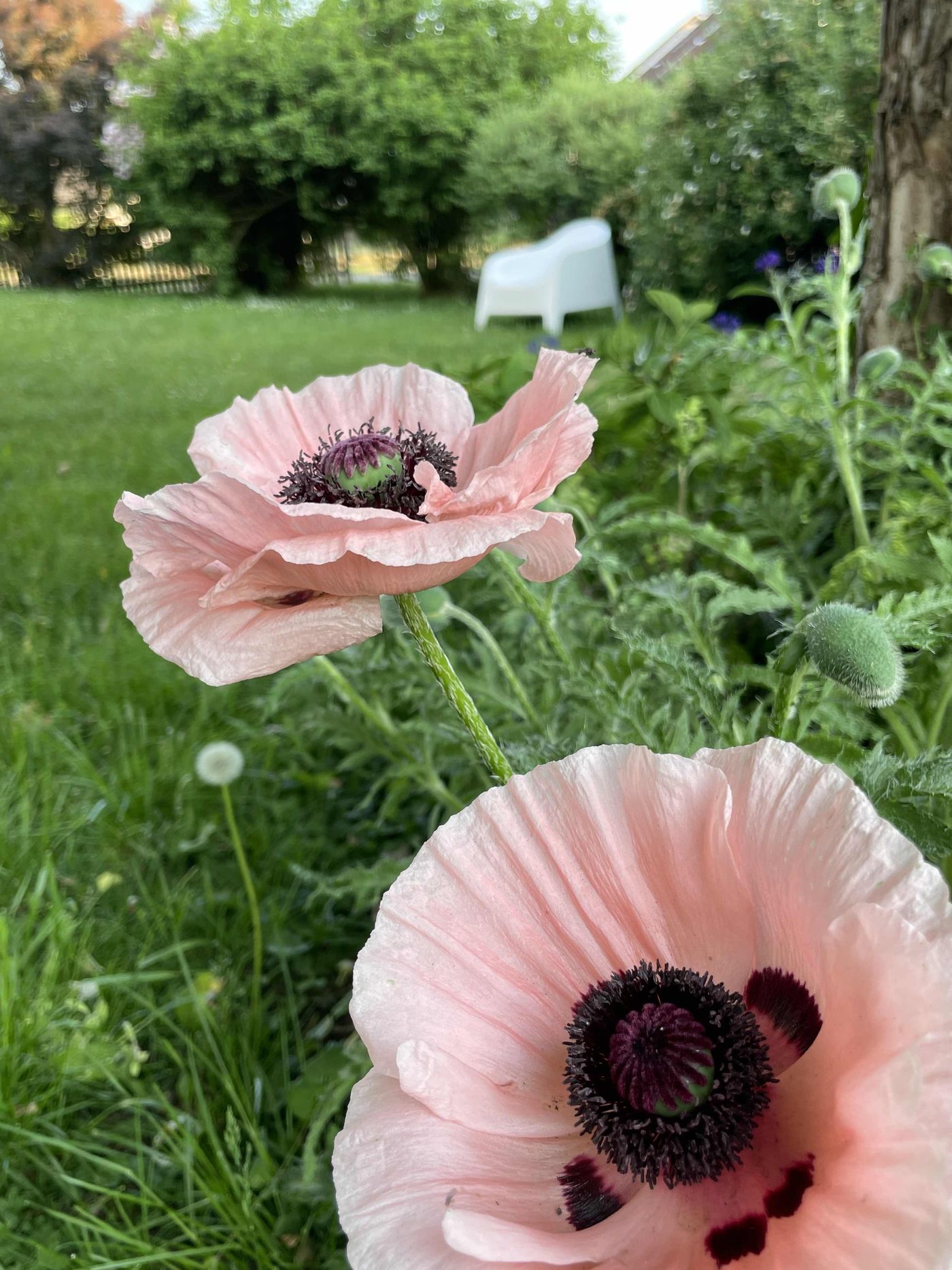 Mohn