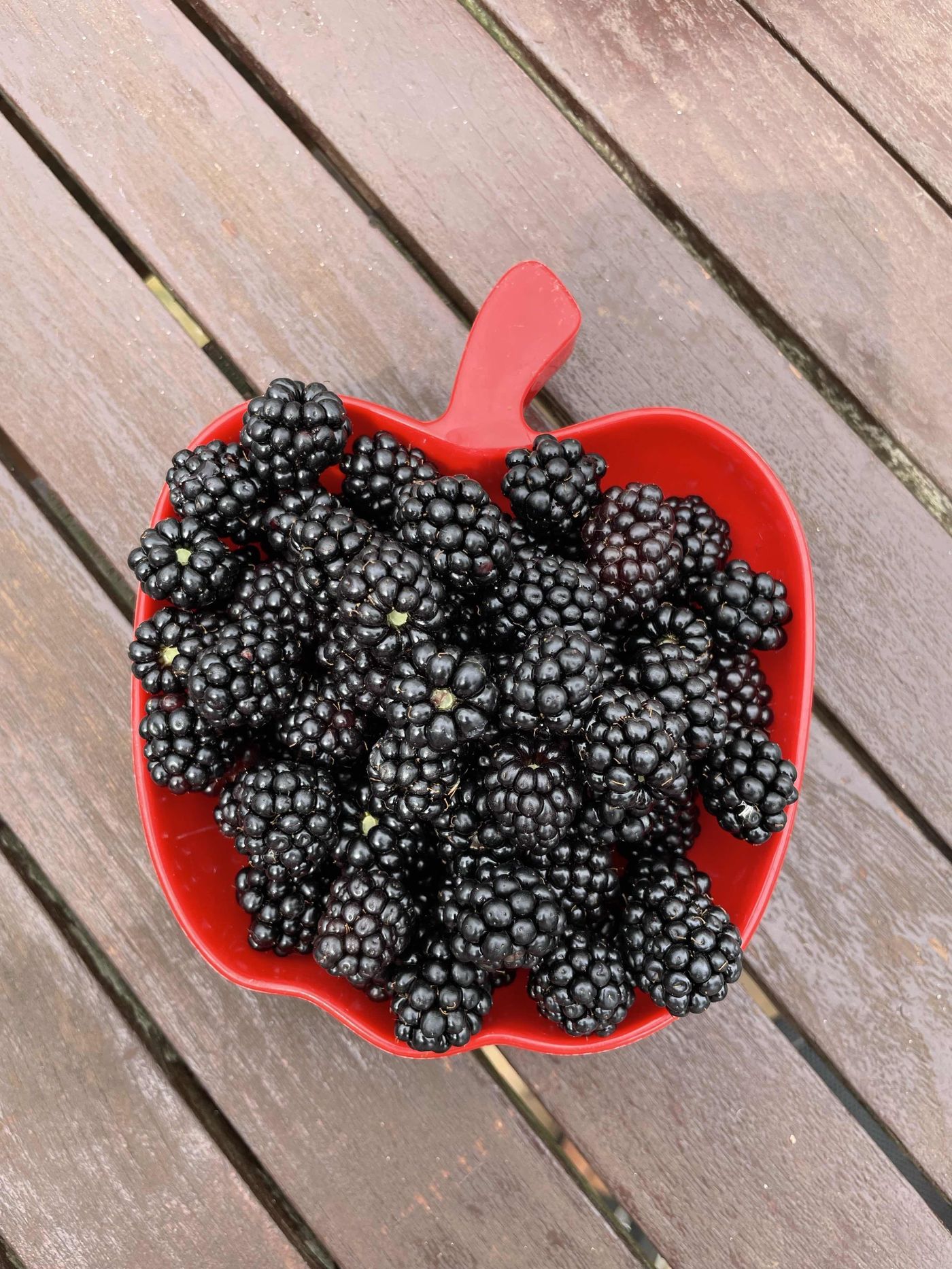 Brombeeren