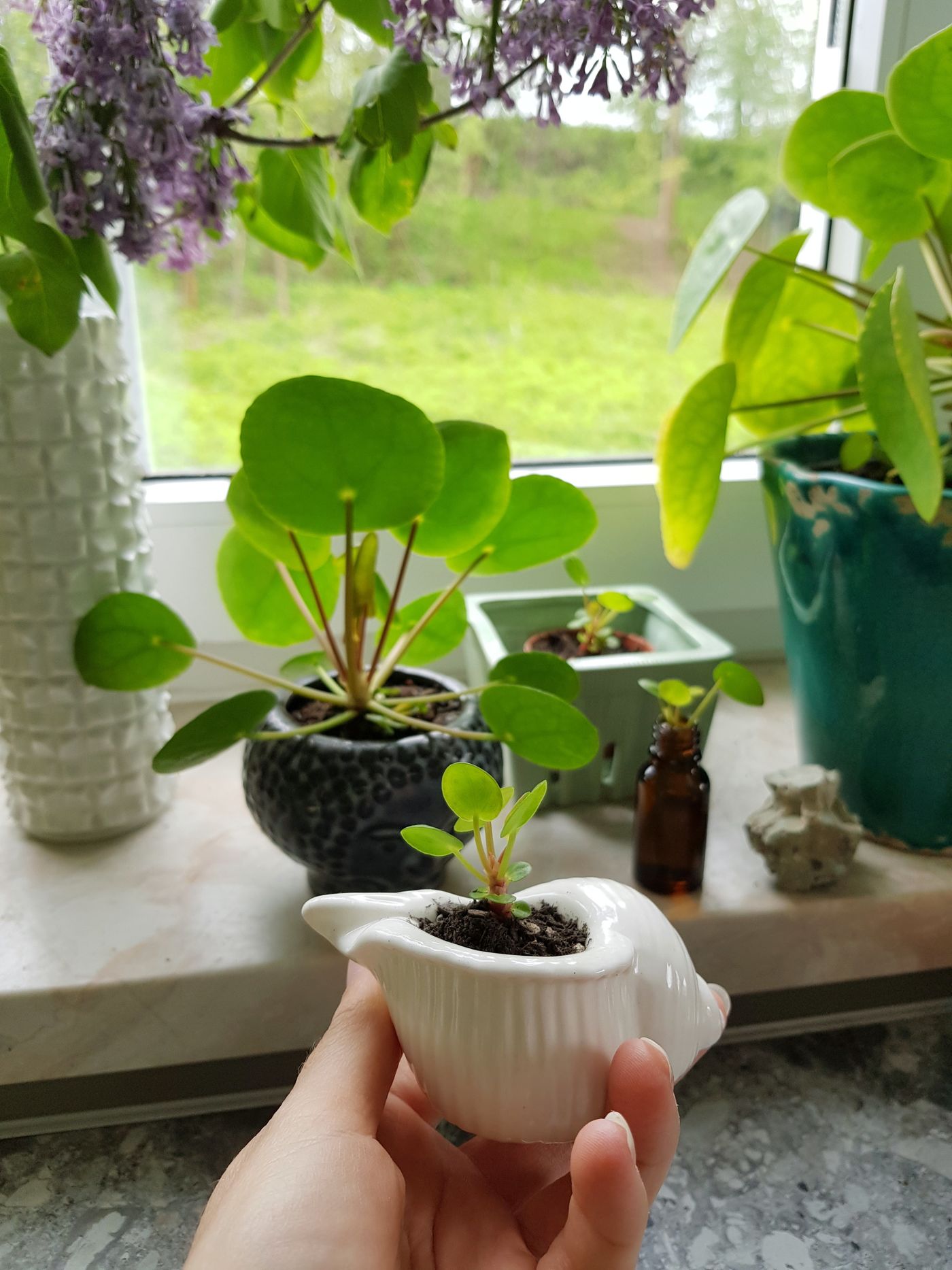 Pilea Peperomioides