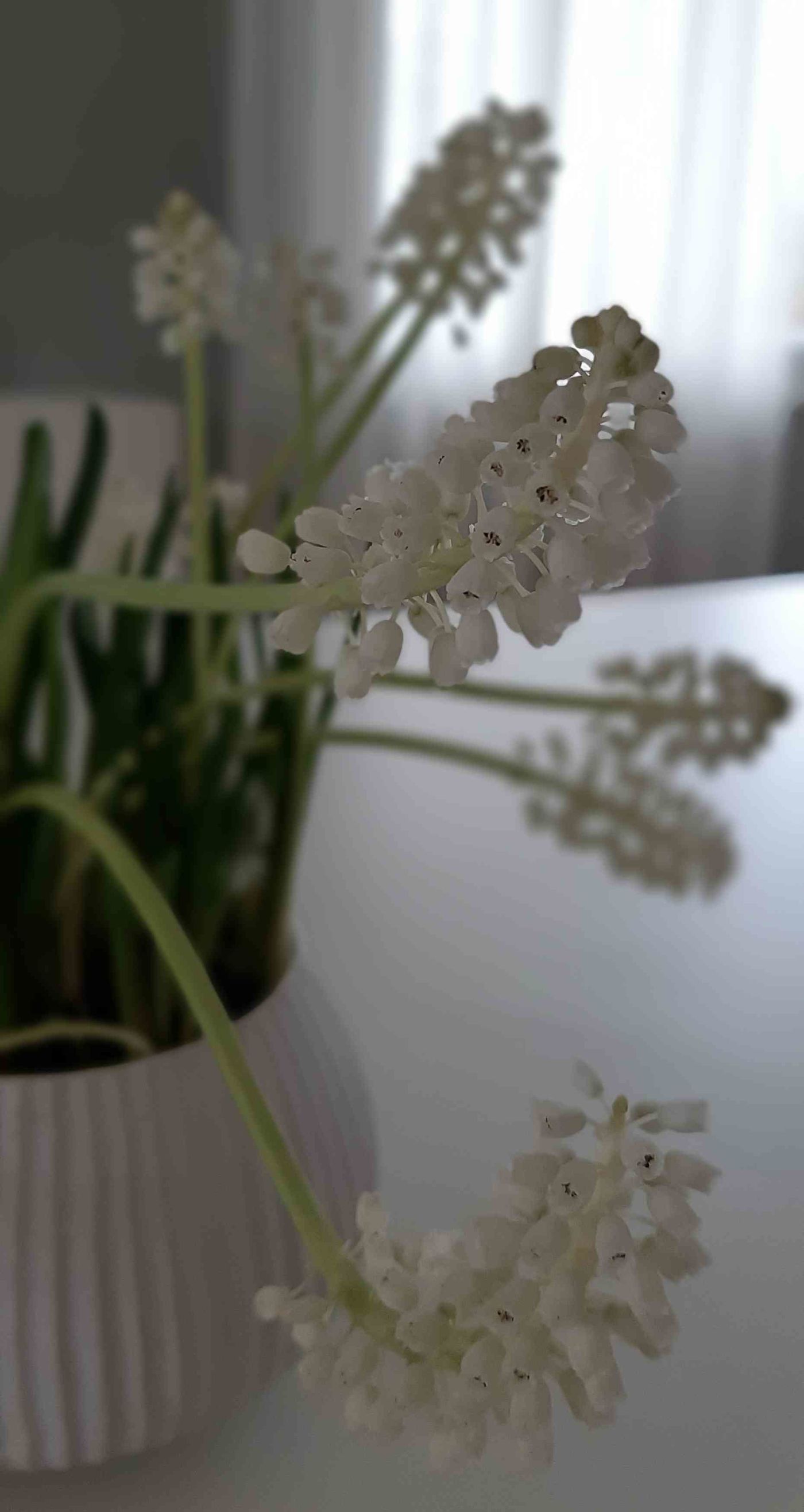 Muscari