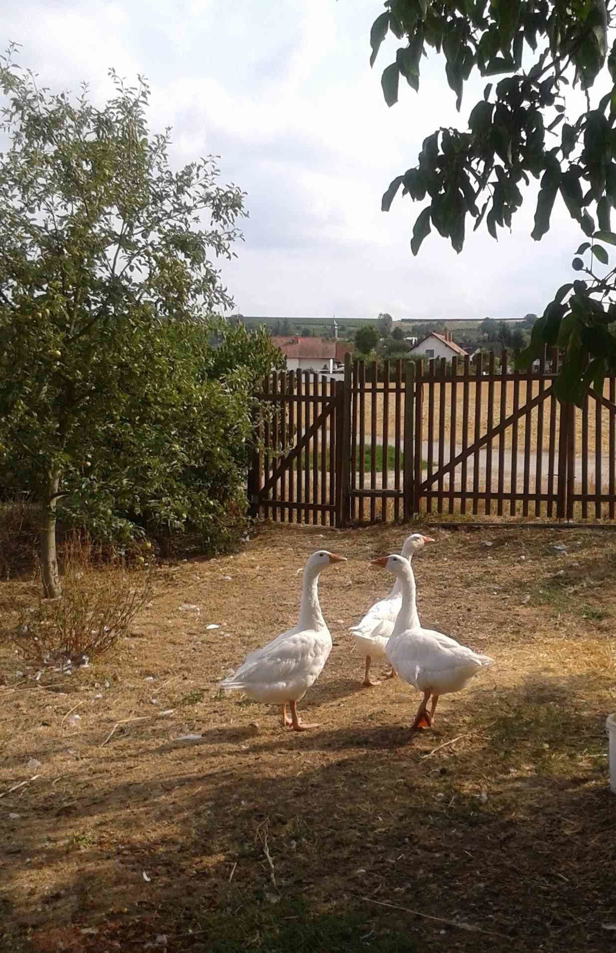 Kleiner Garten