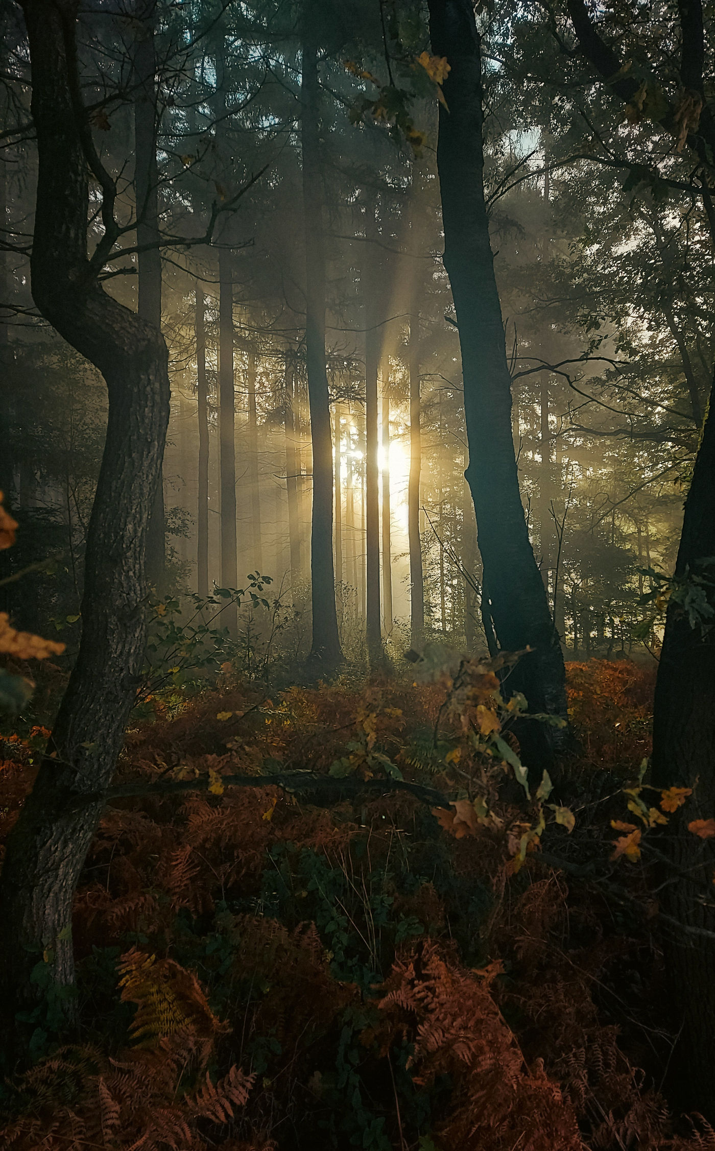 Herbstwald