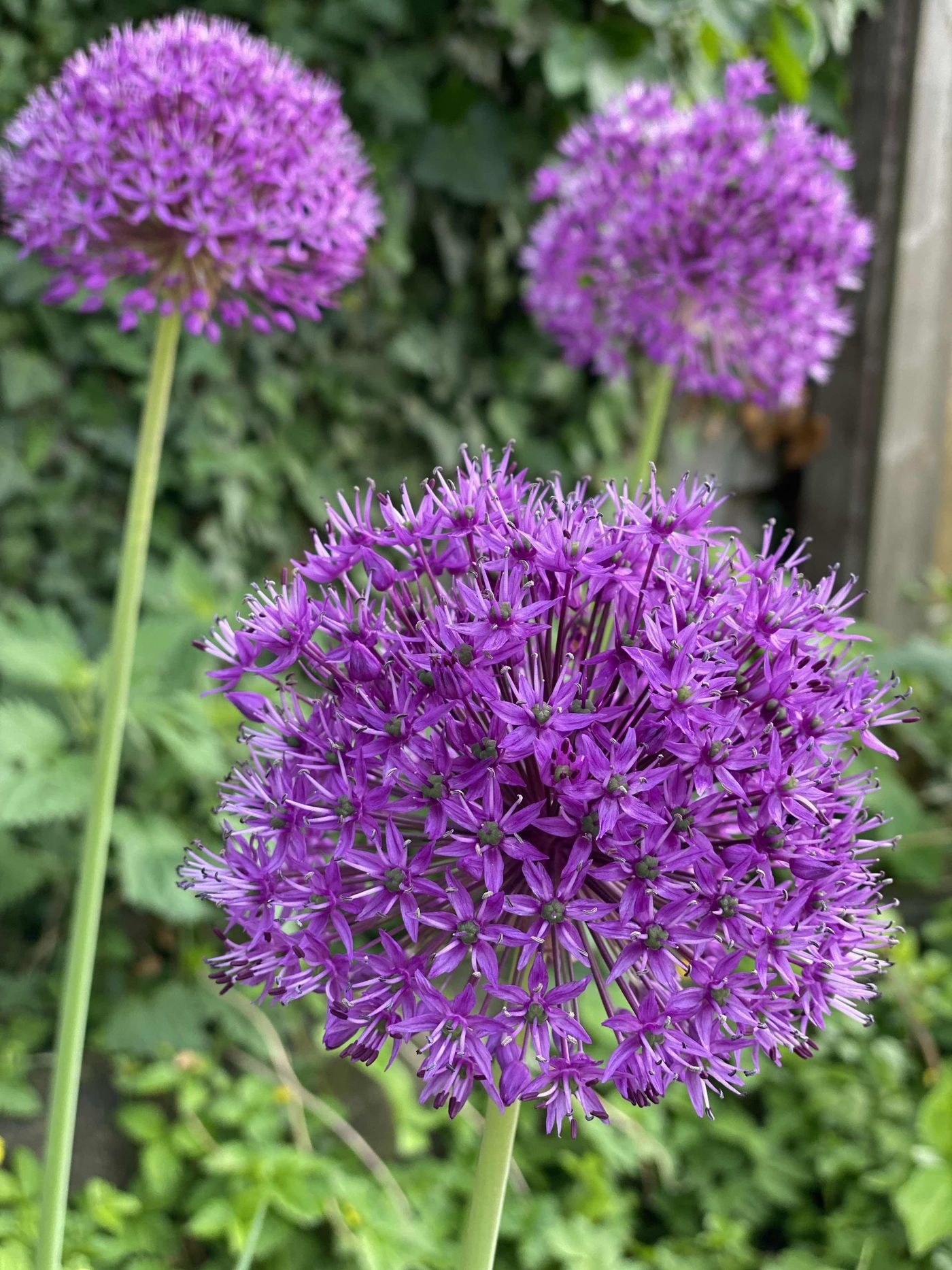 Allium