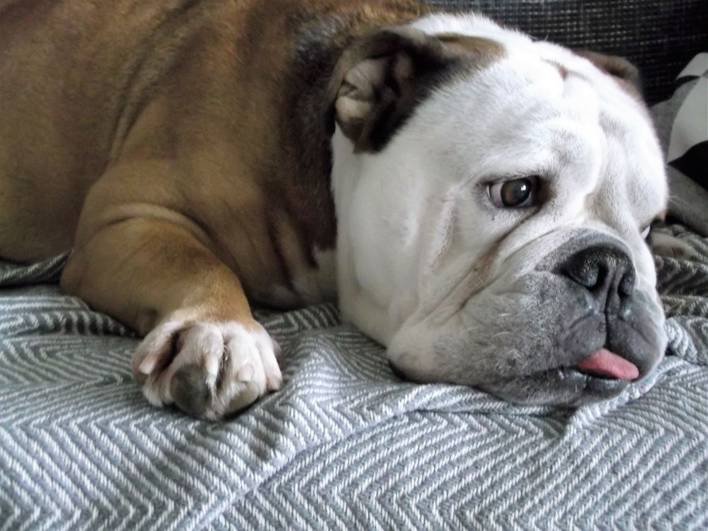 Englische Bulldogge