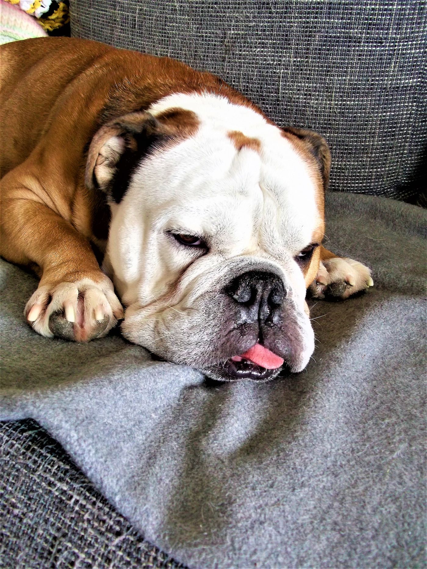 Englische Bulldogge