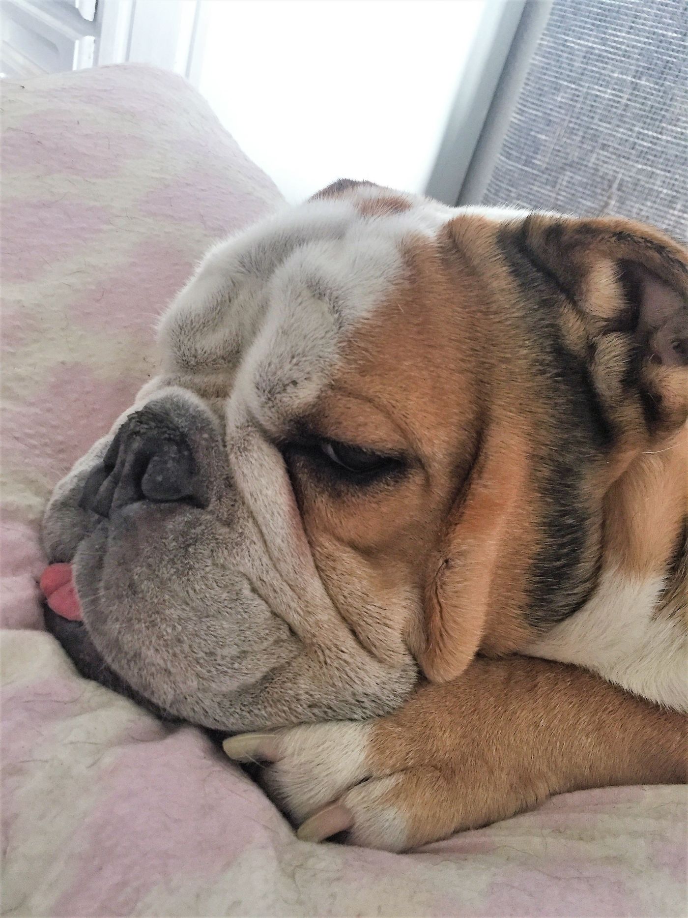 Englische Bulldogge