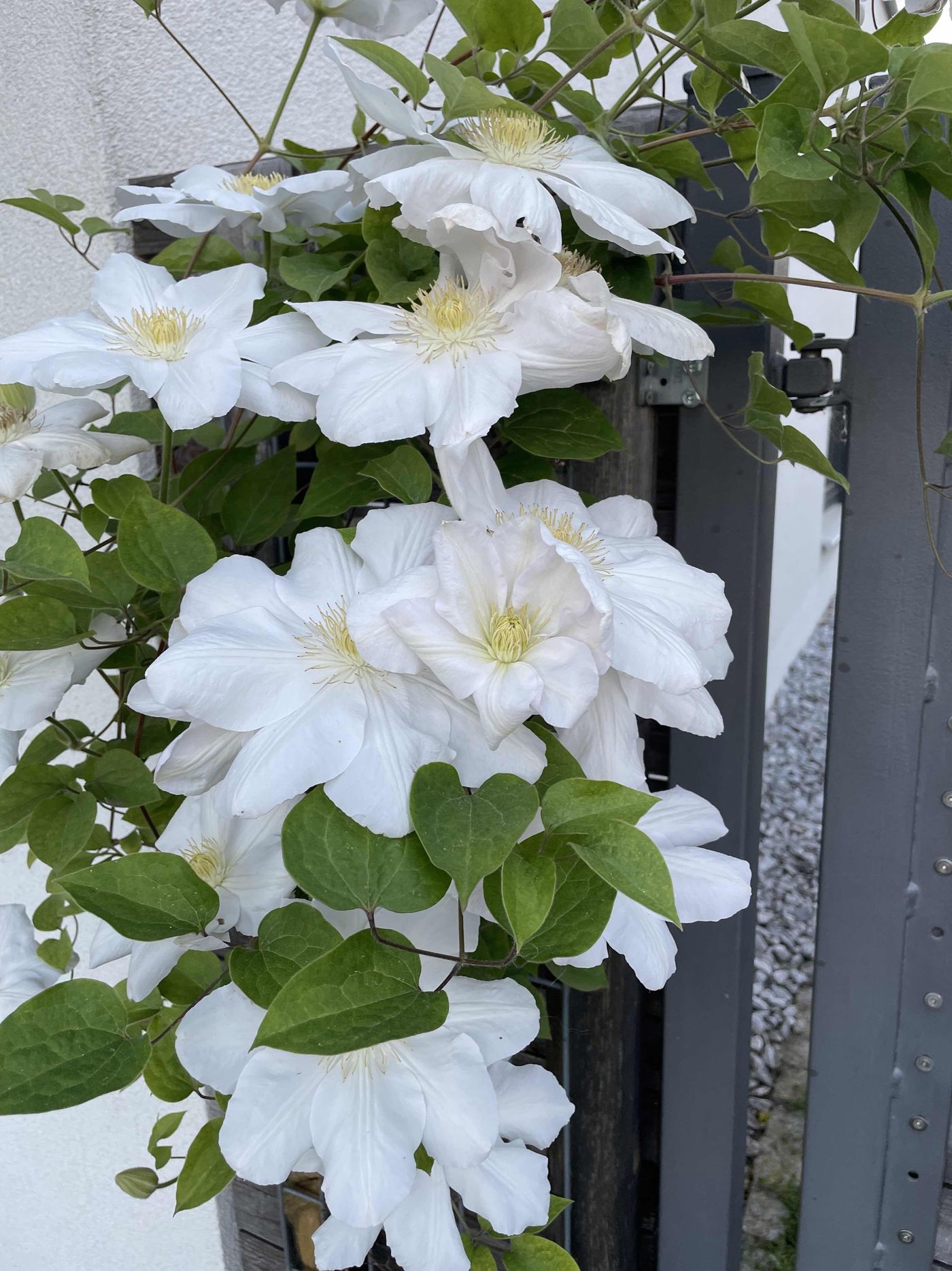 Clematis