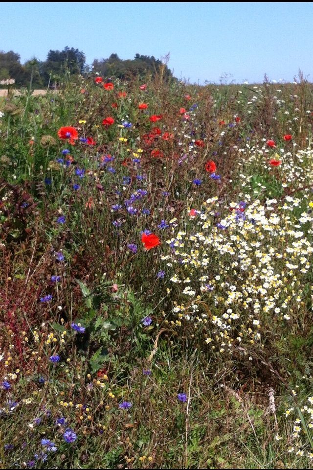 Feldblumen