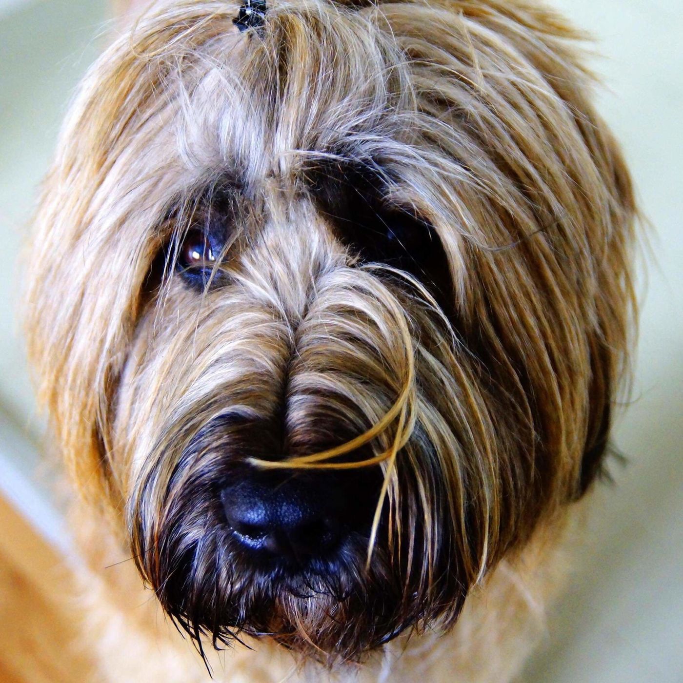 Briard