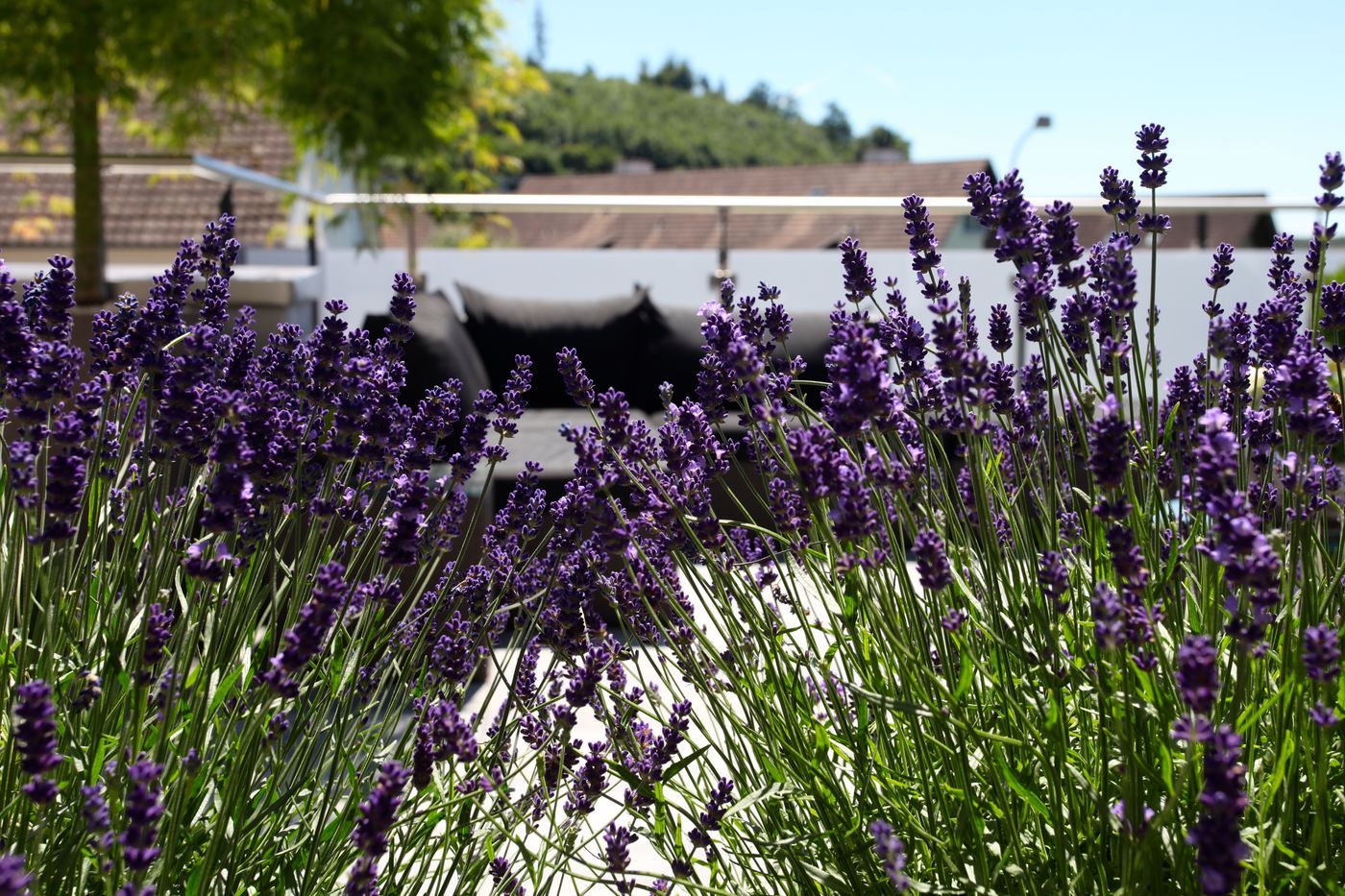 Terrasse Garten