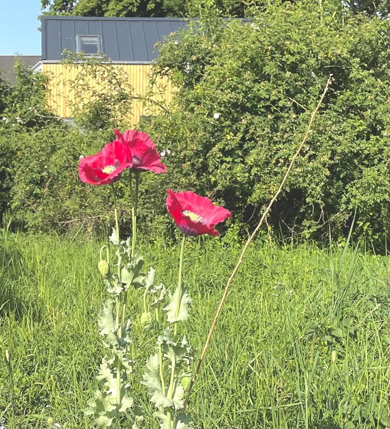 Mohn