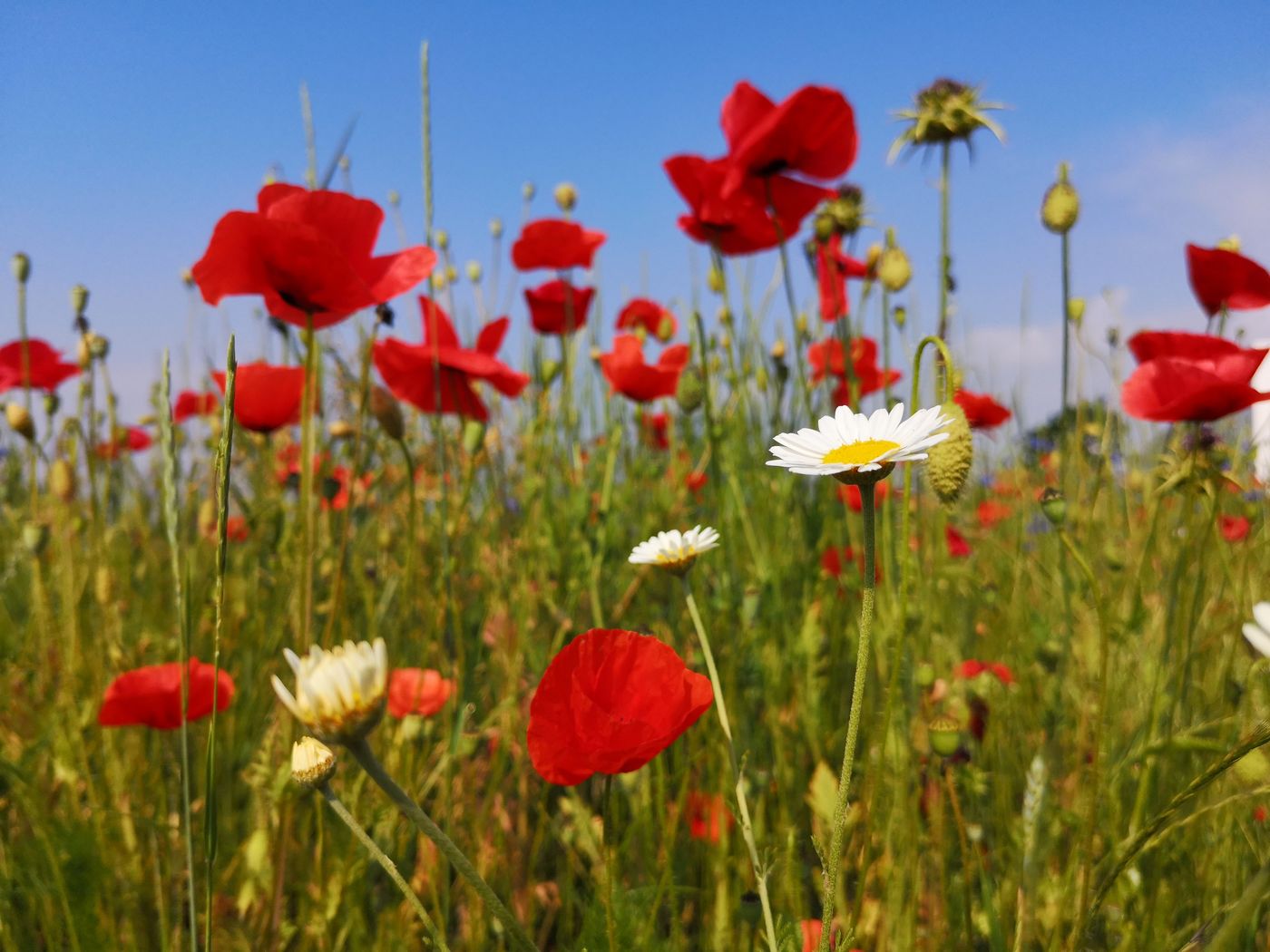 Mohn