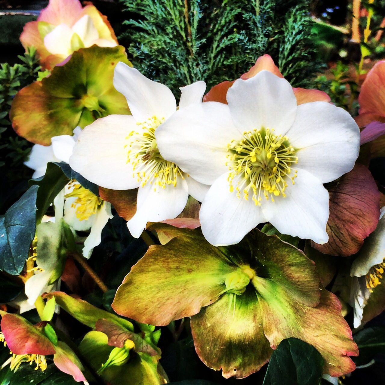 Helleborus