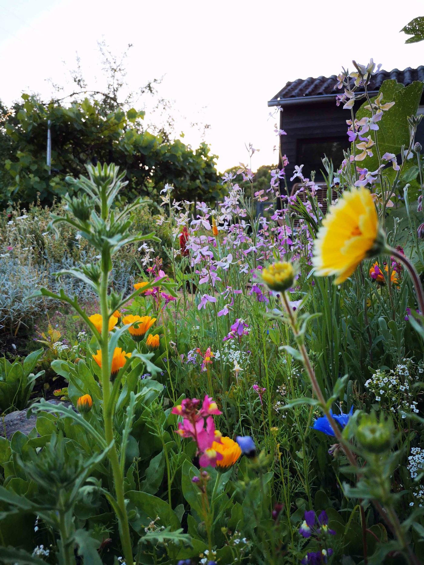 Schrebergarten