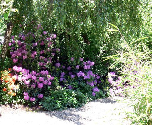 Rhododendron