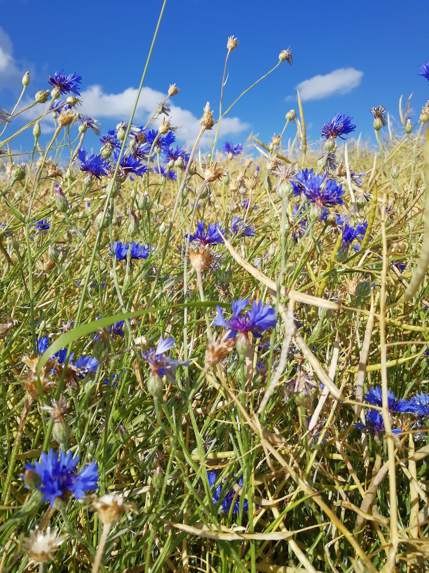 Kornblumen