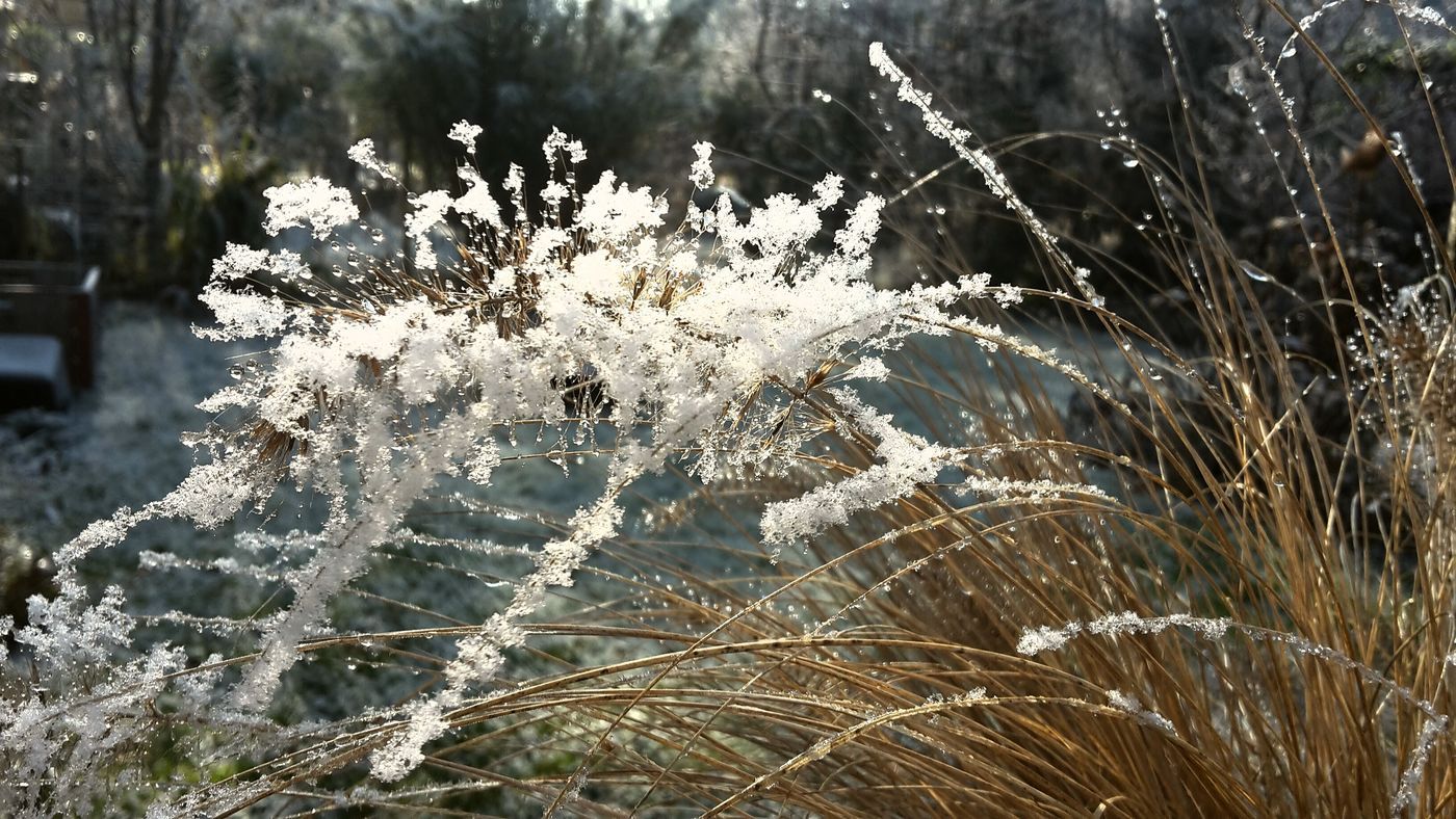 Garten Gräser