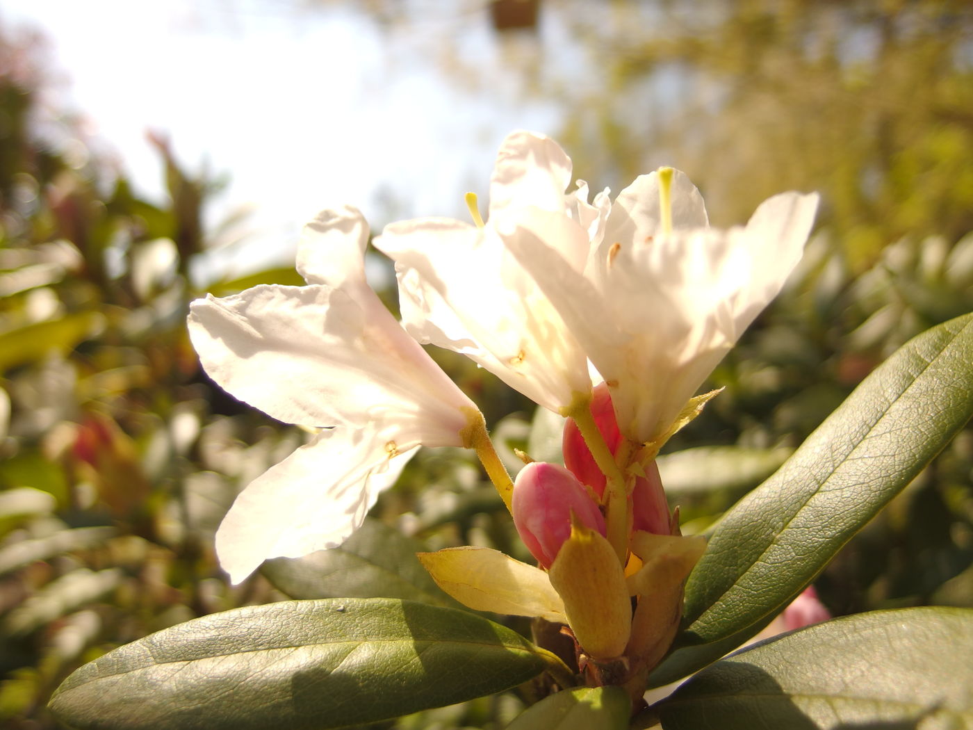 Rhododendron