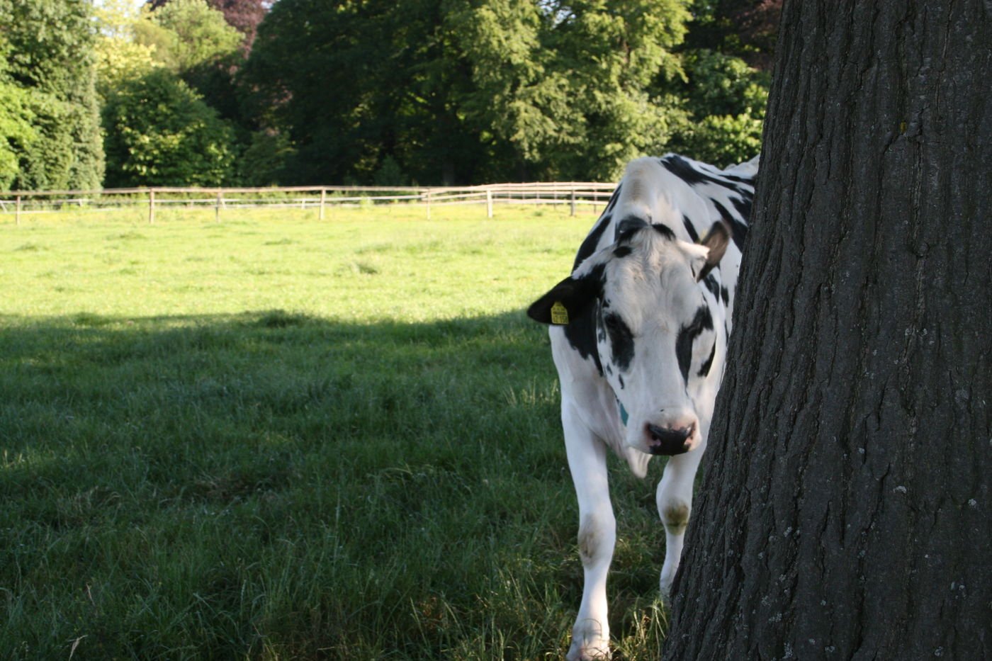 In der Natur