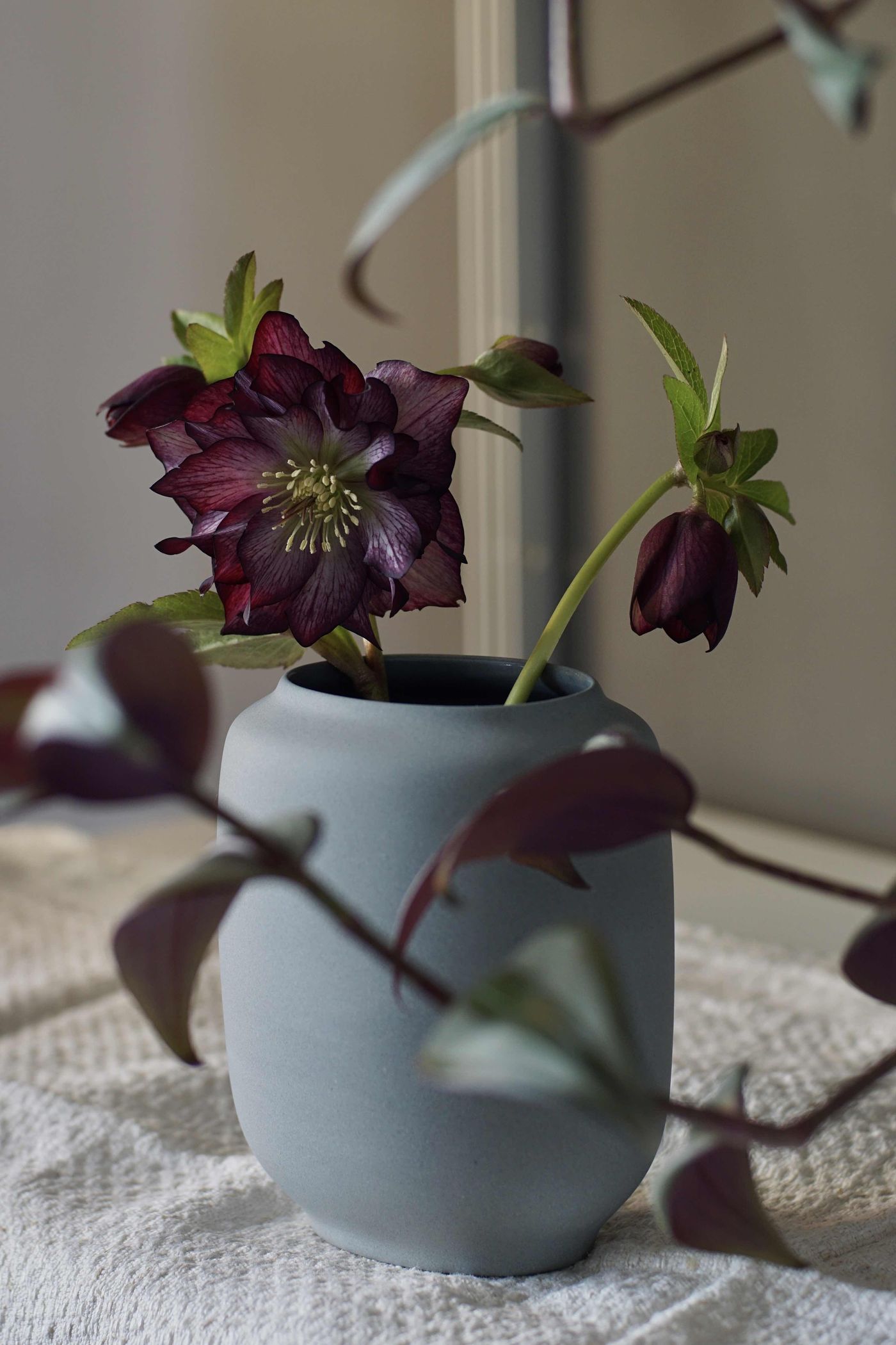 Helleborus