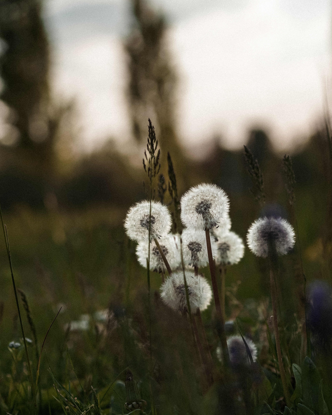 Pusteblumen