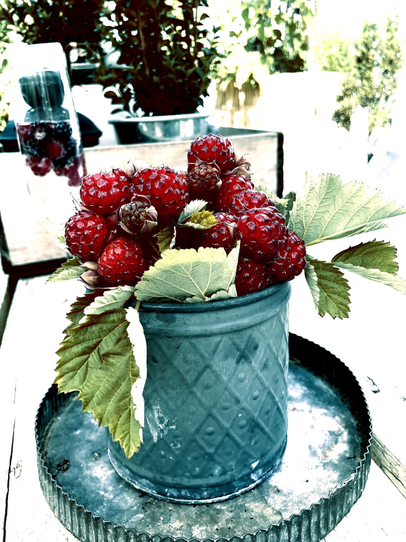 Himbeeren