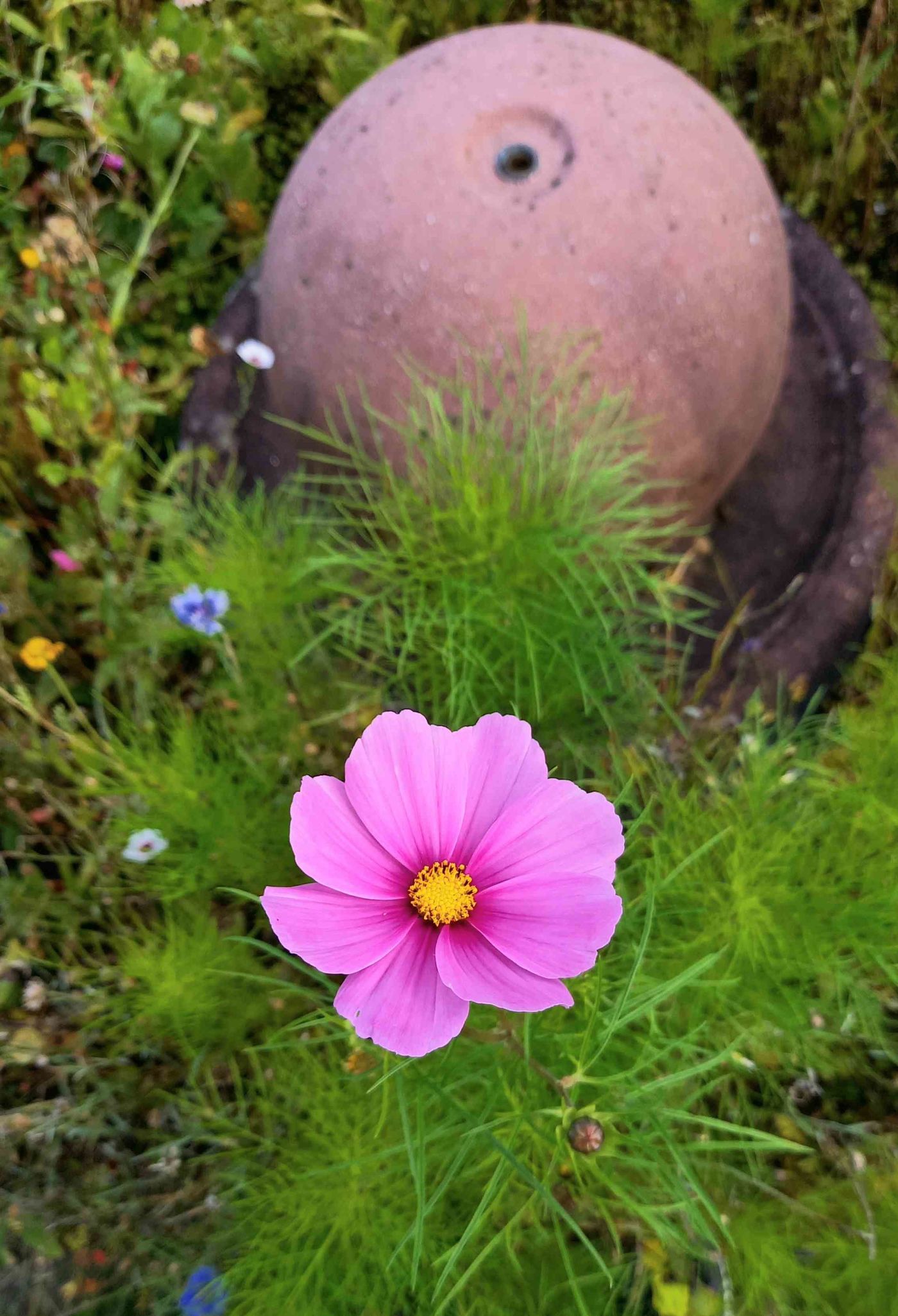 Blumenwiese