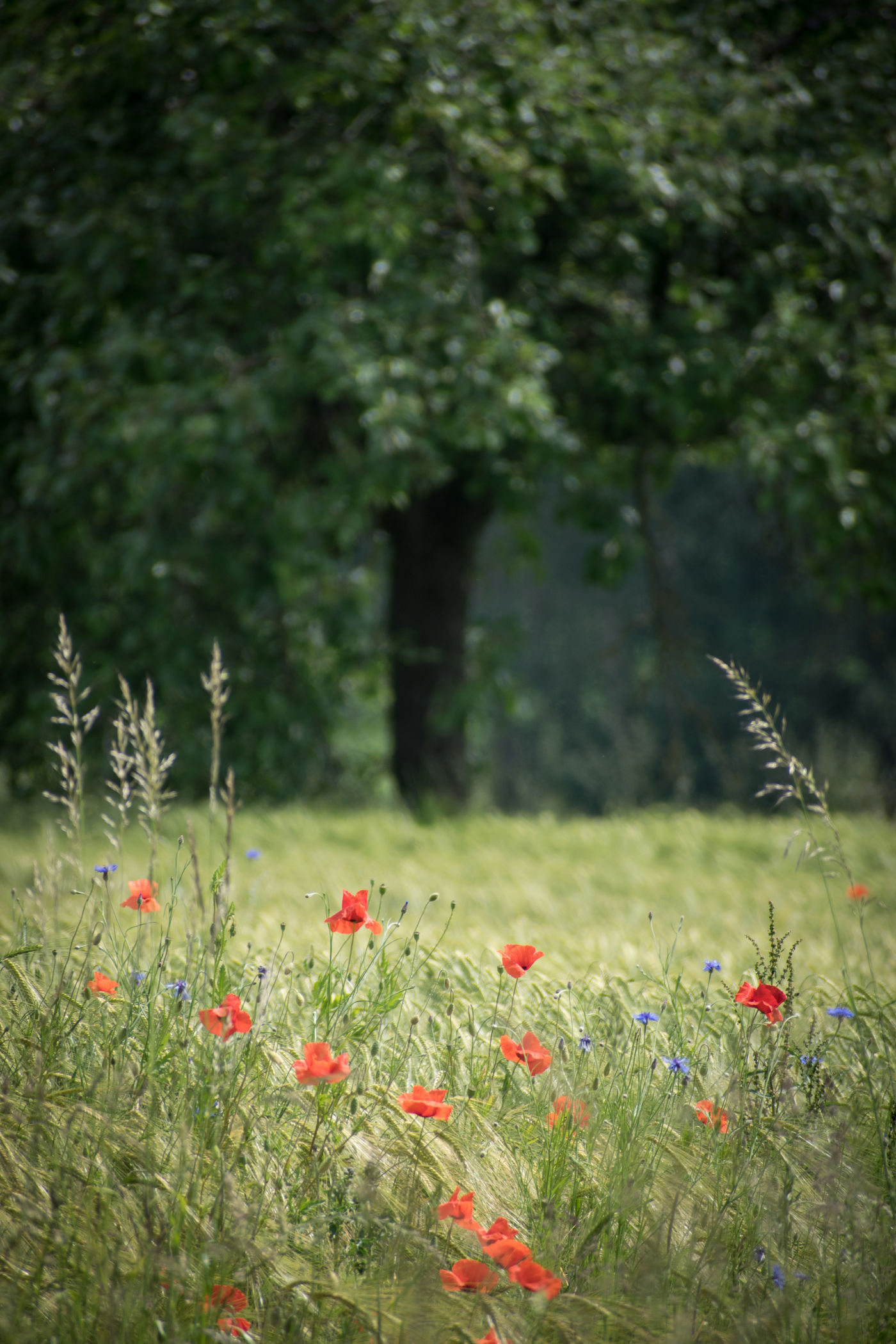 Mohnblumen