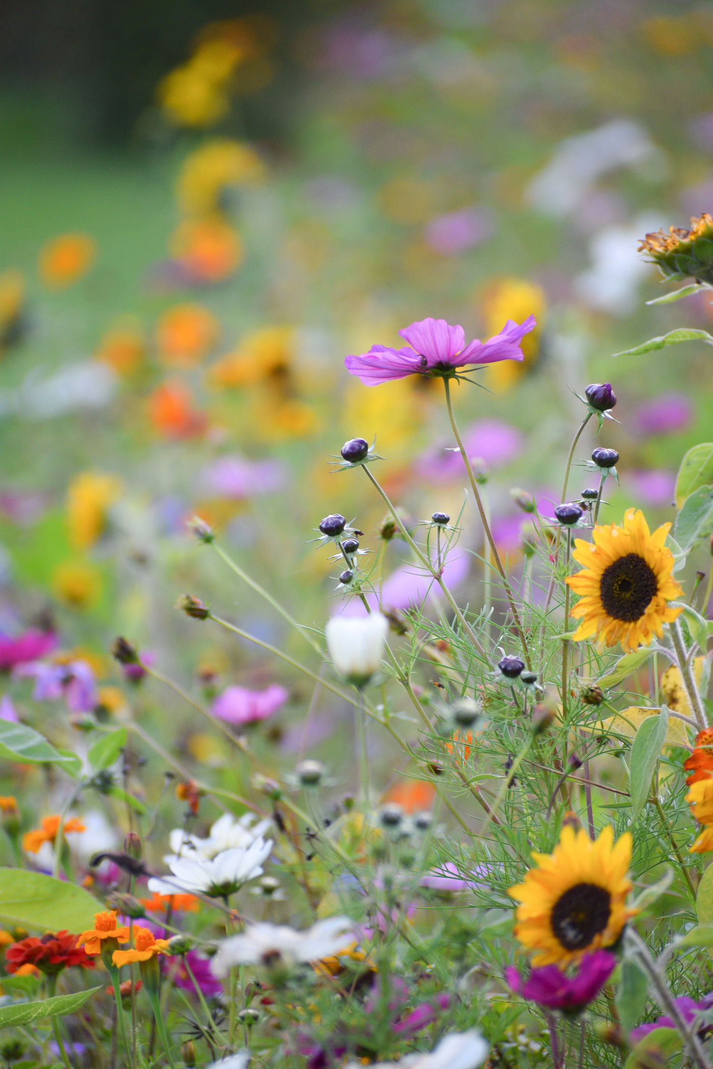 Blumenwiese