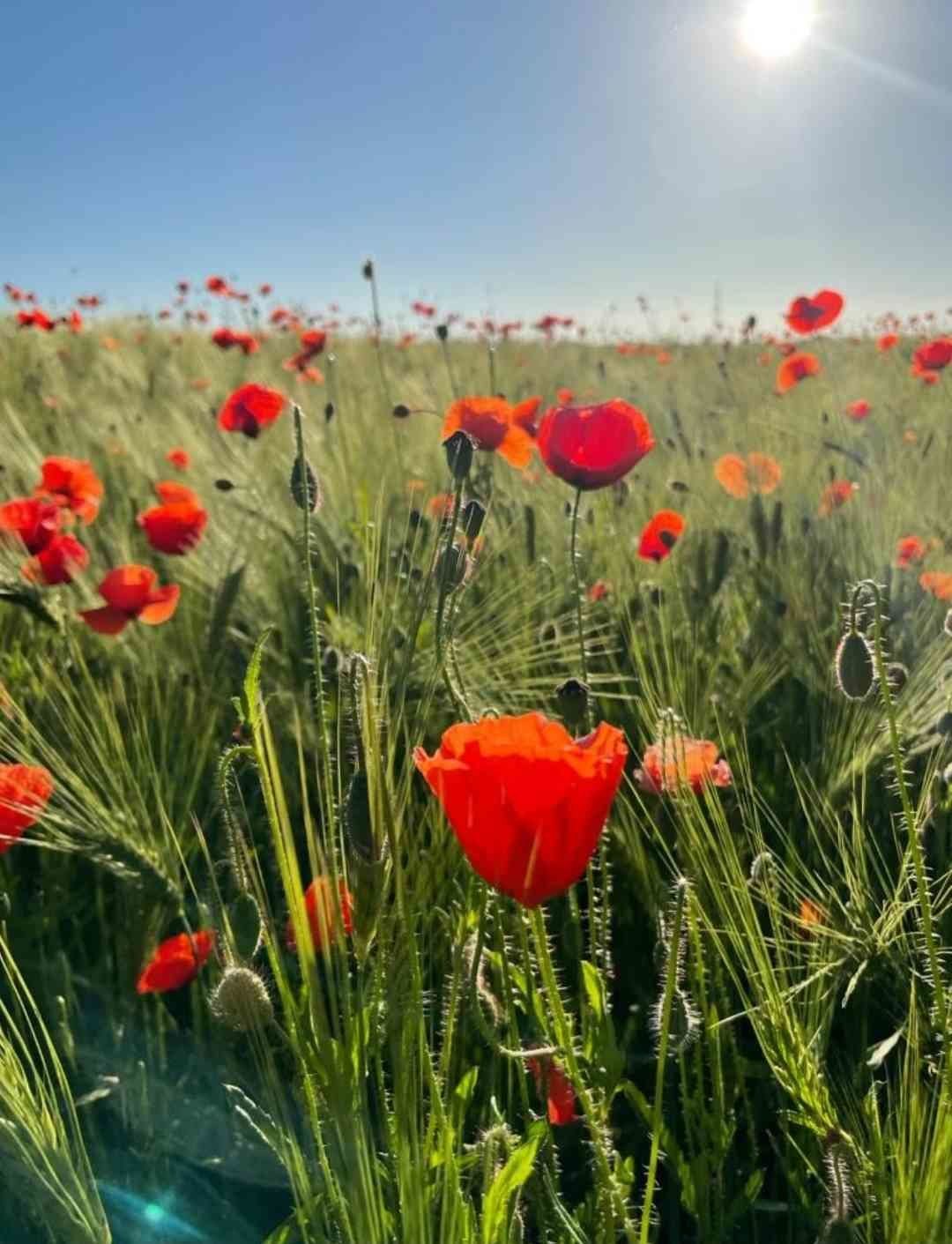 Wiesenblumen