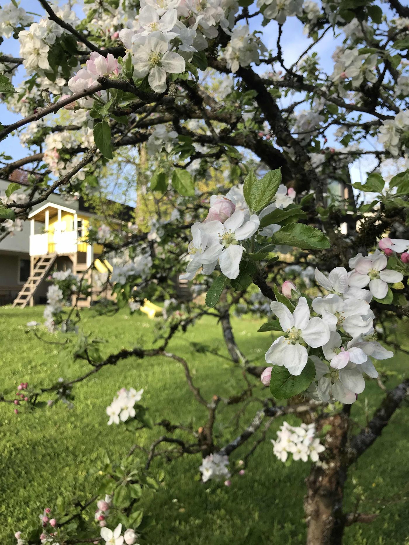 Apfelblüten