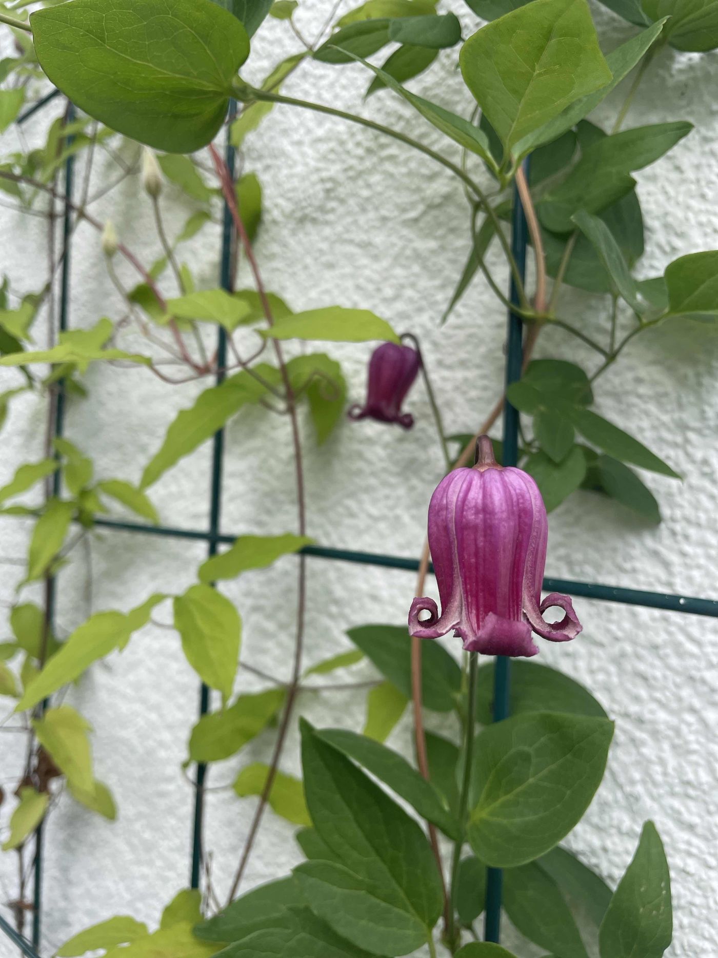 Clematis