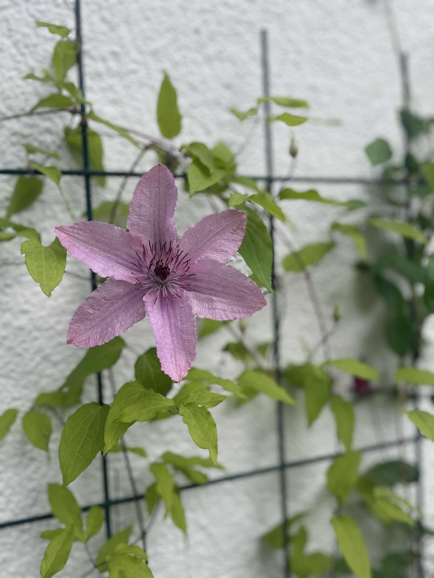 Clematis