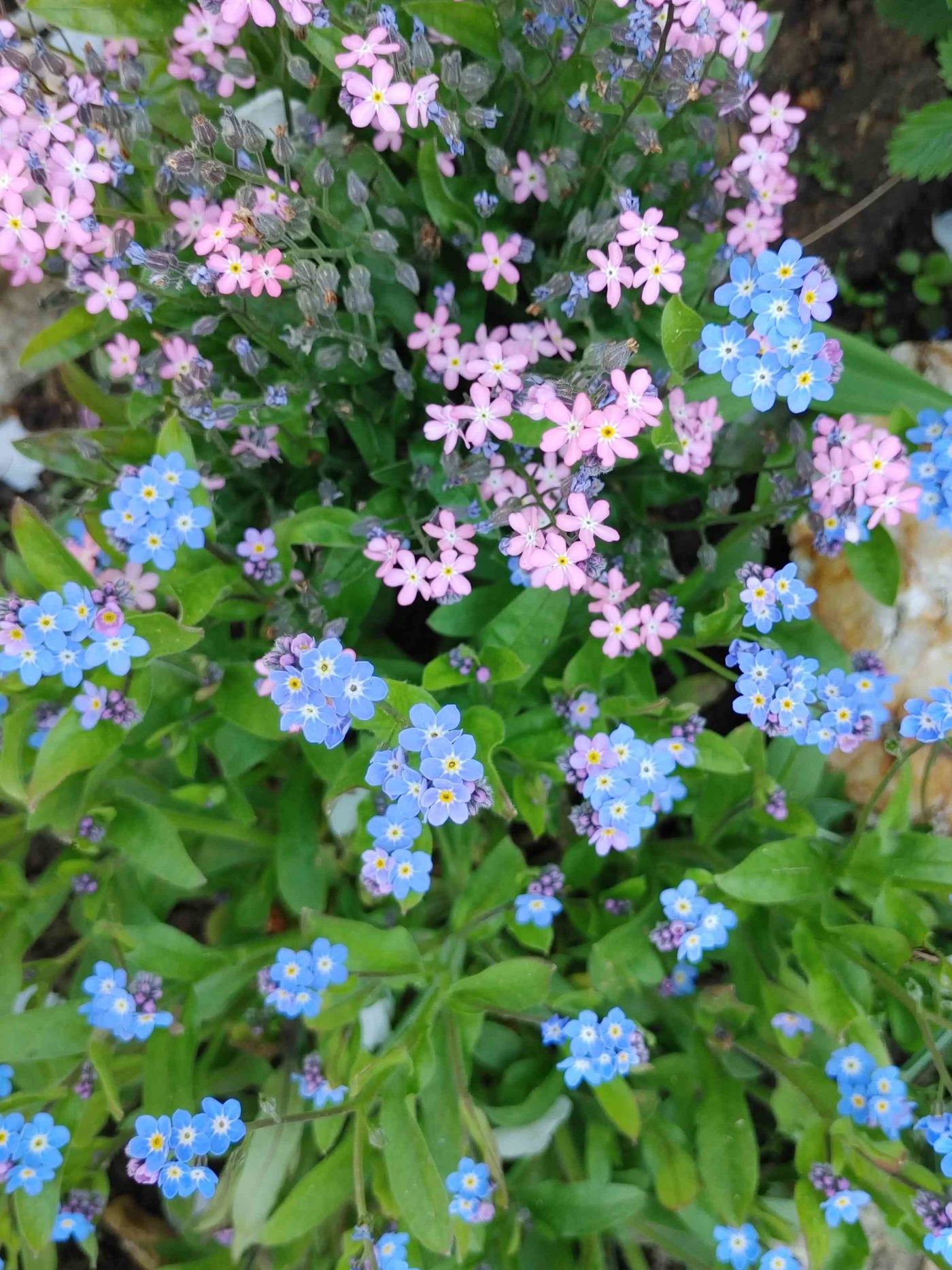 Gartenliebe