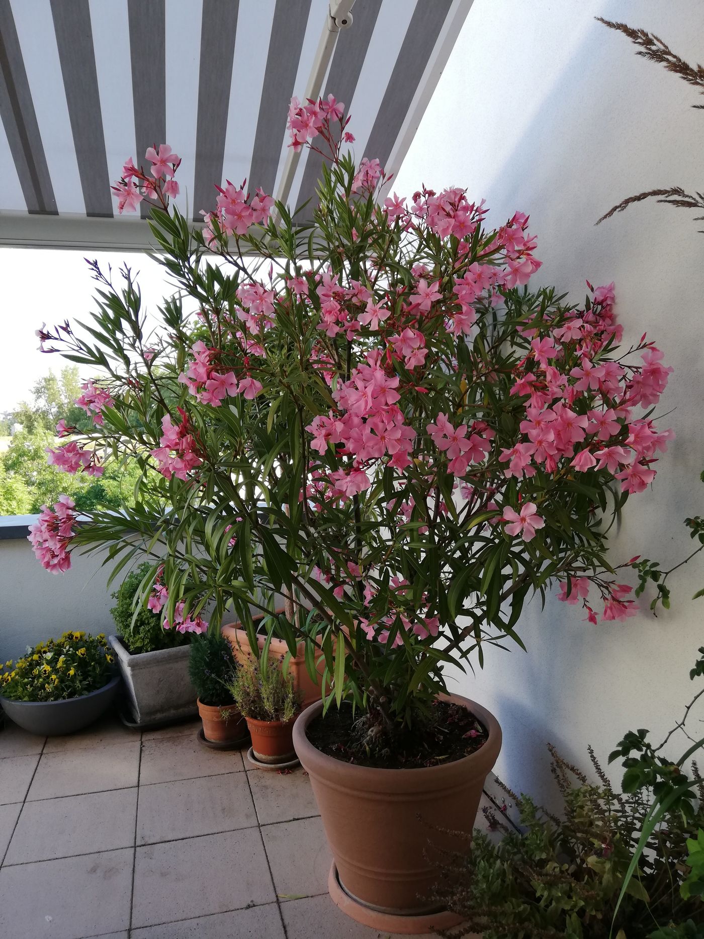 Oleander