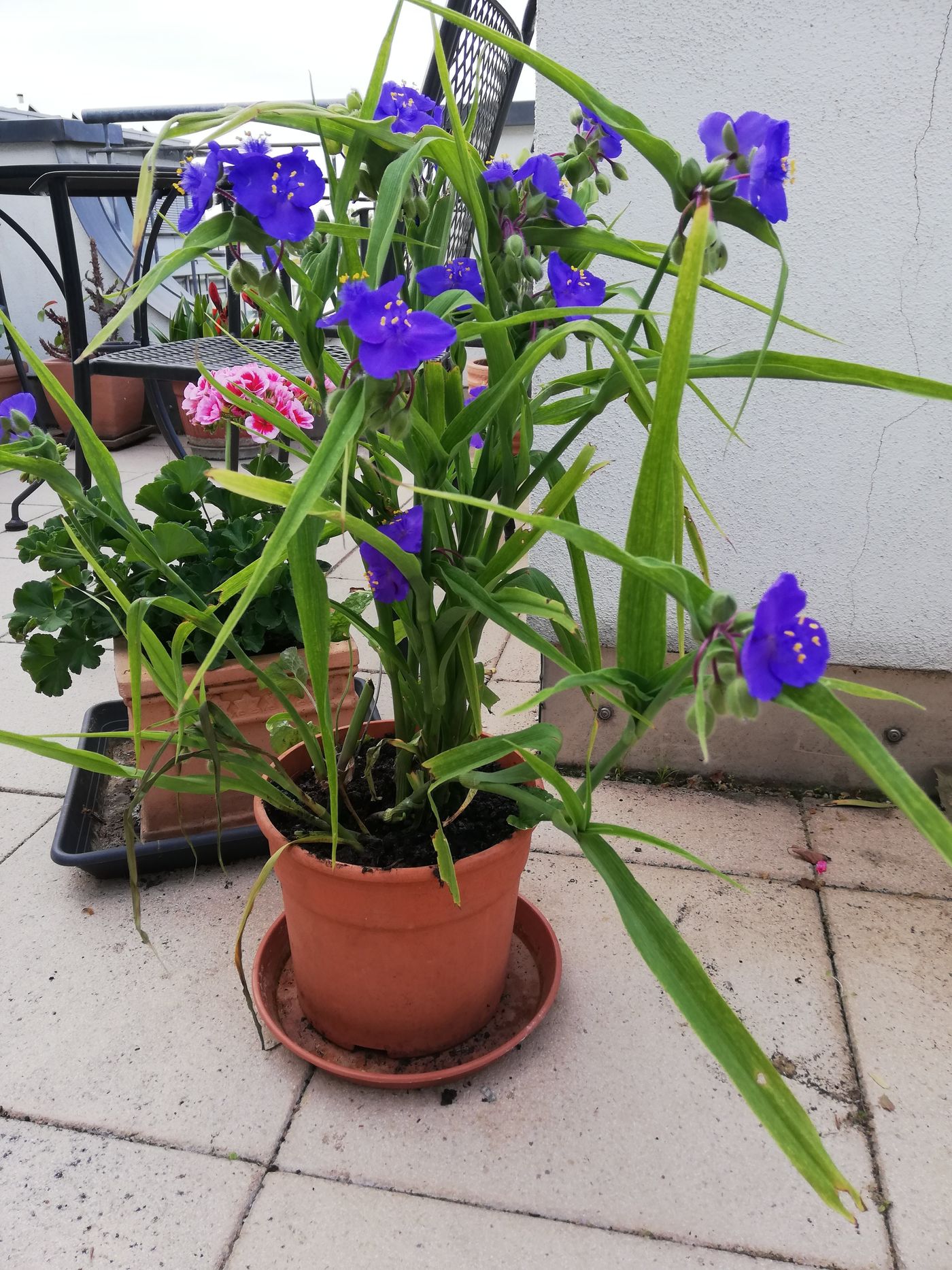 Dachterrasse