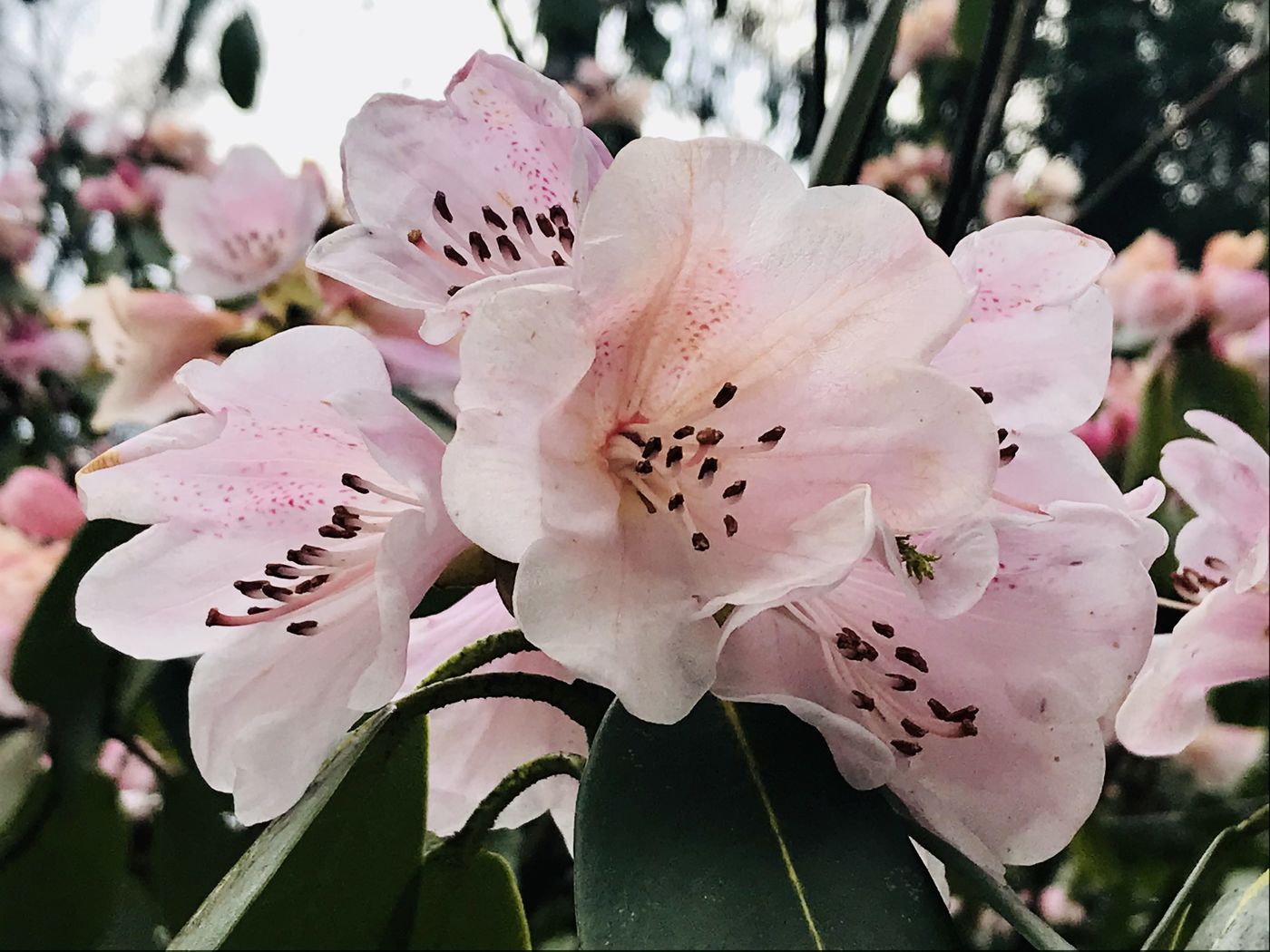 Rhododendron