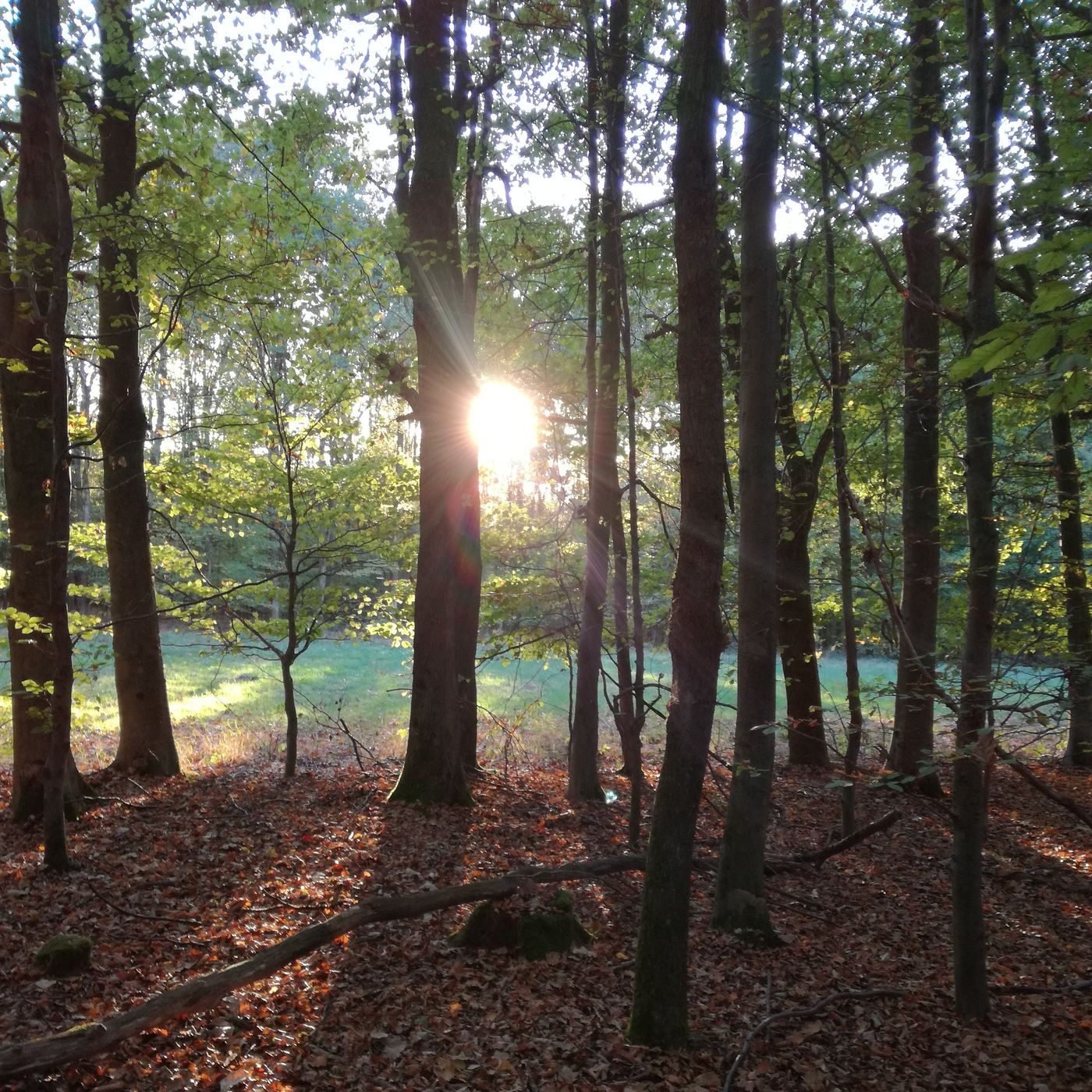 Herbstwald