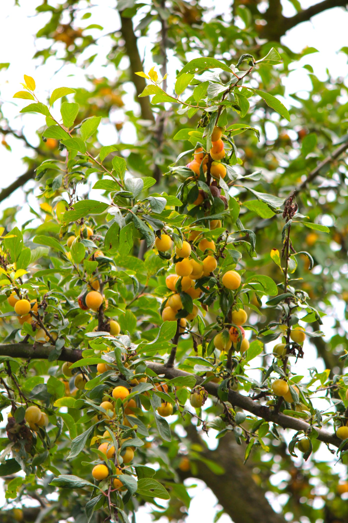 Obstbaum