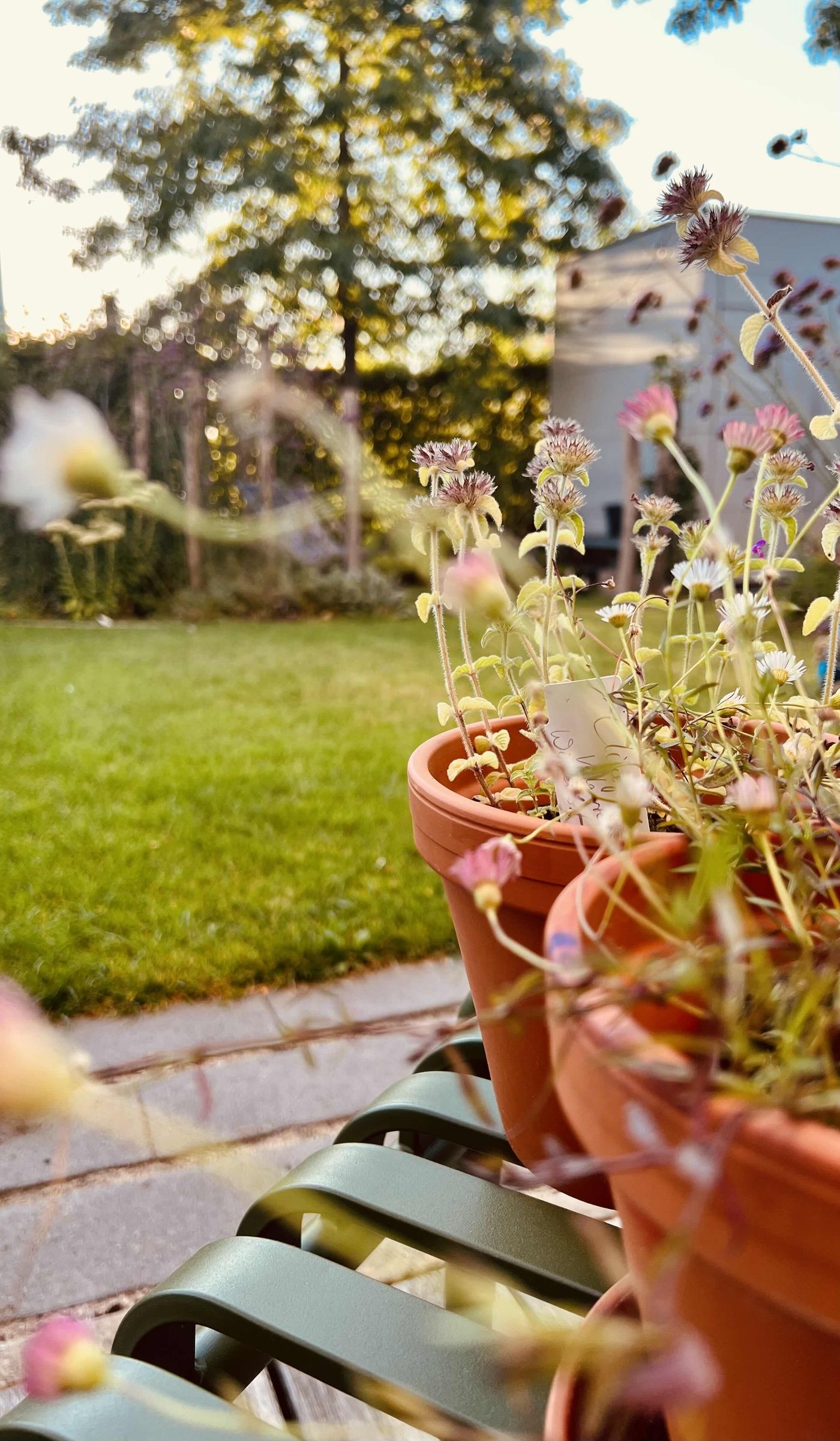 Gänseblümchen