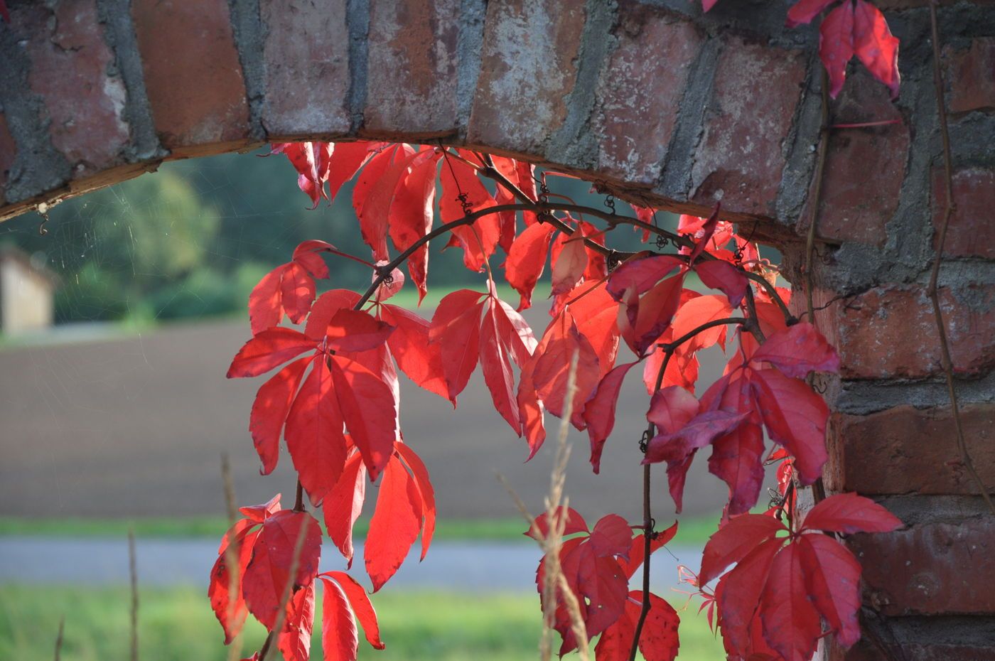 Herbstgarten