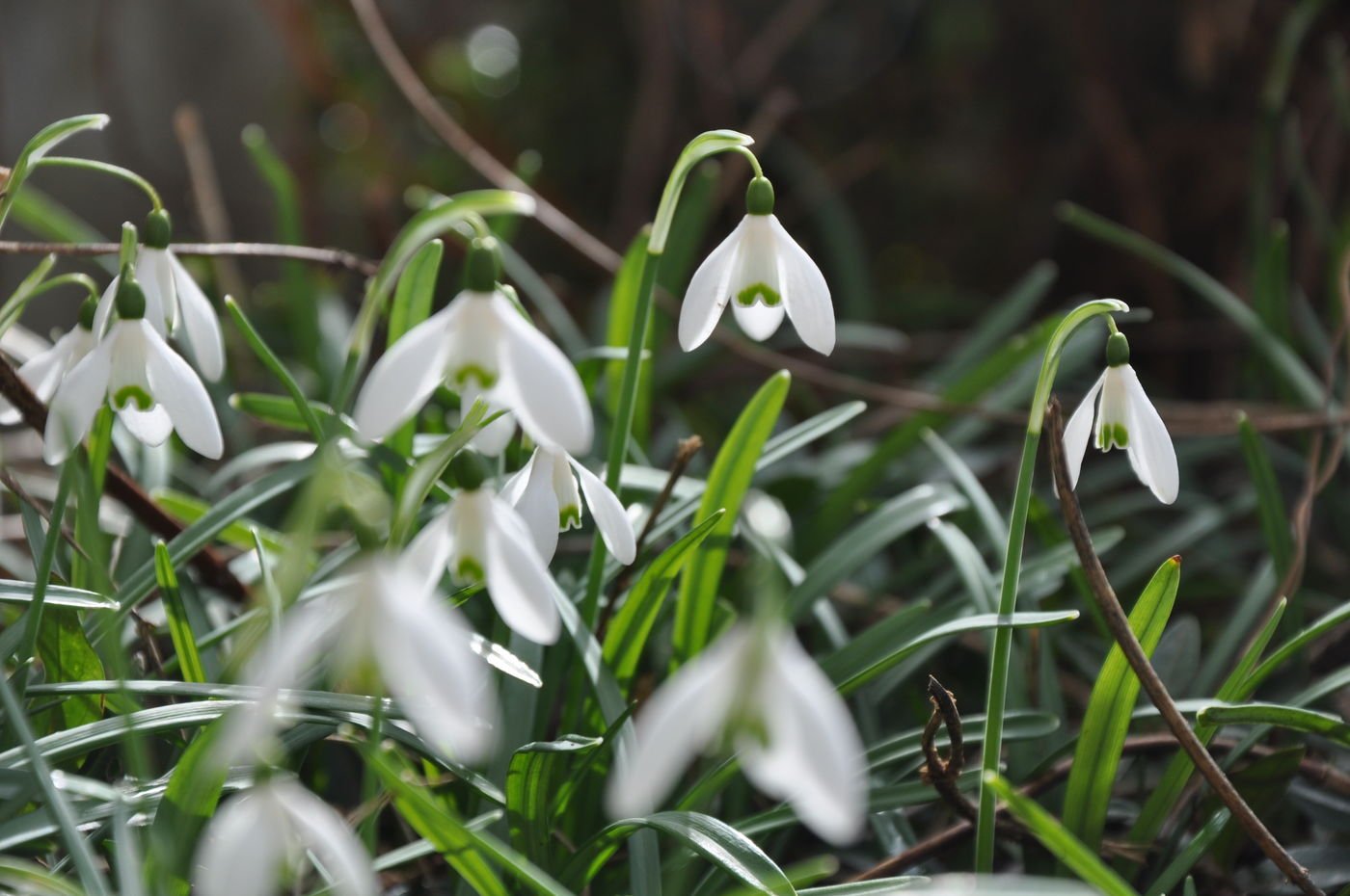 Frühlingsgarten