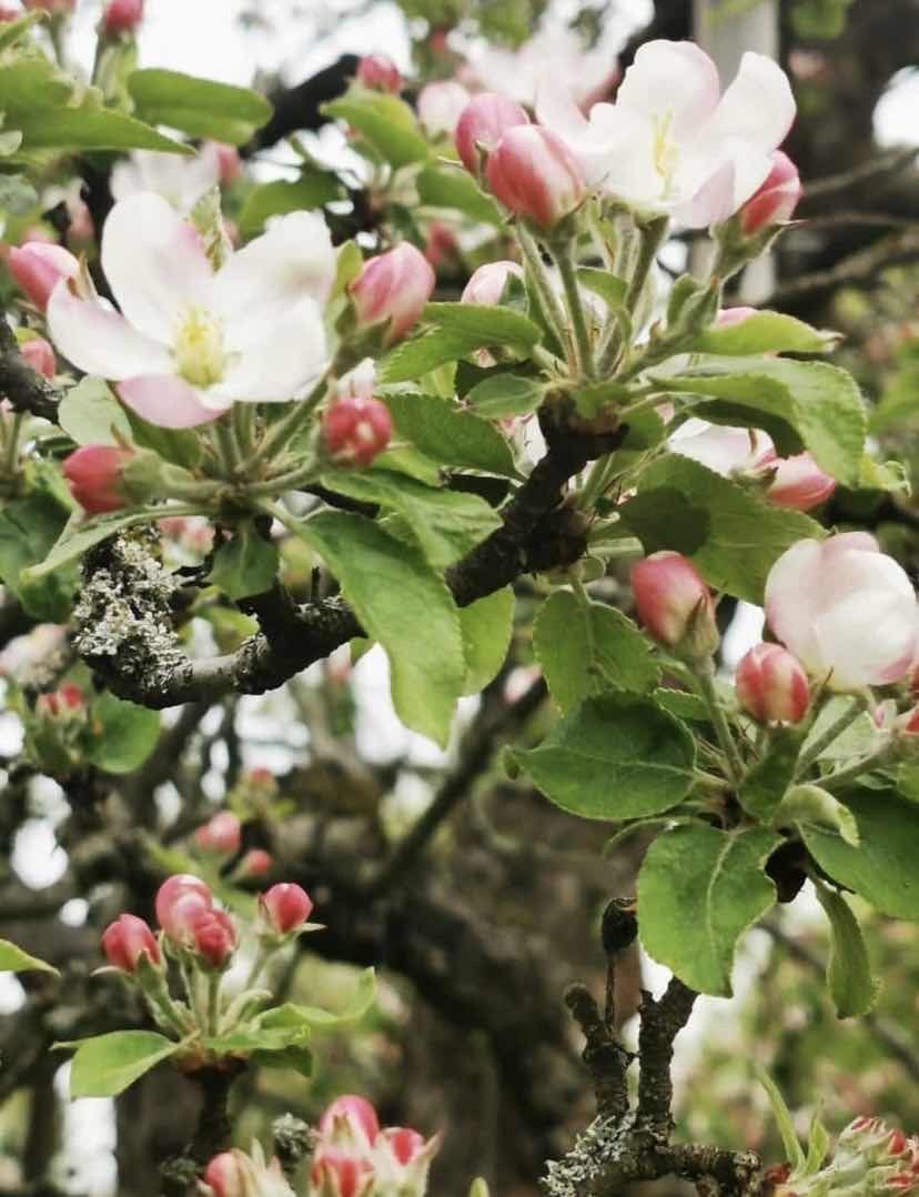 Kleiner Garten